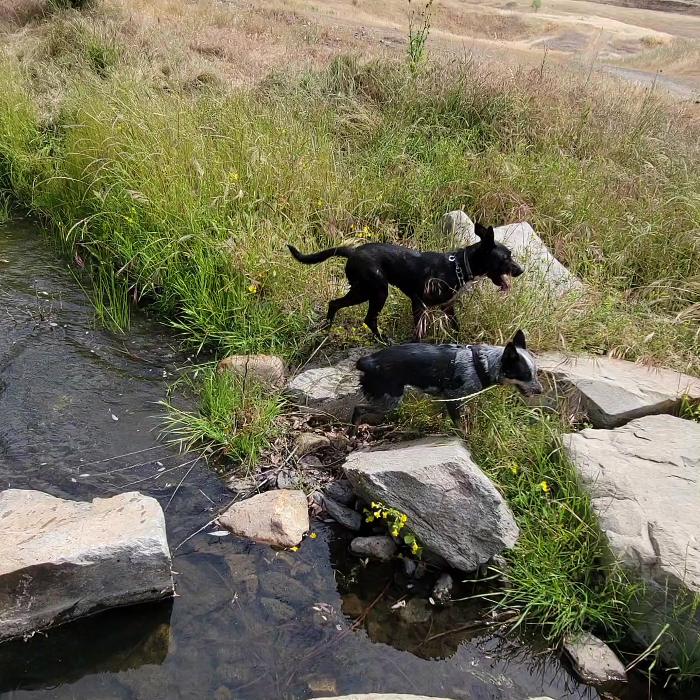 Dry creek Reserve - Lemon Cove, CA