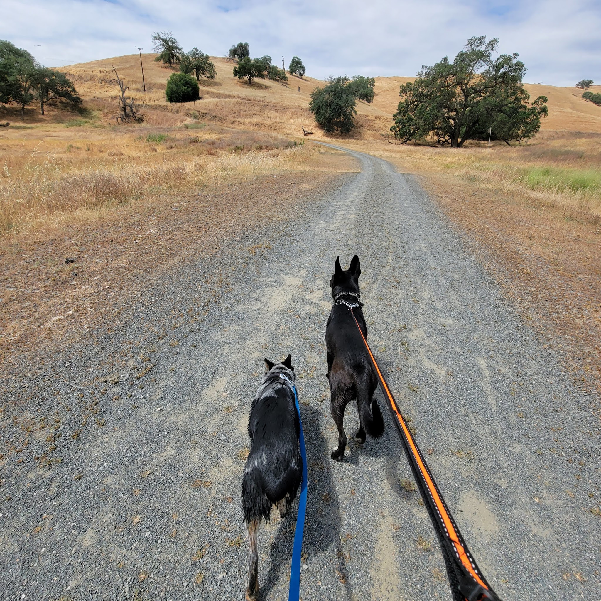 Dry creek Reserve - Lemon Cove, CA