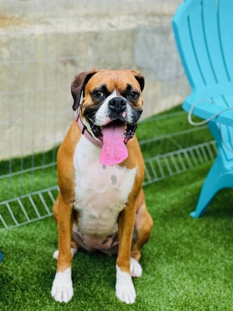 Barks and Rec Play Park, LLC - Lenoir, NC