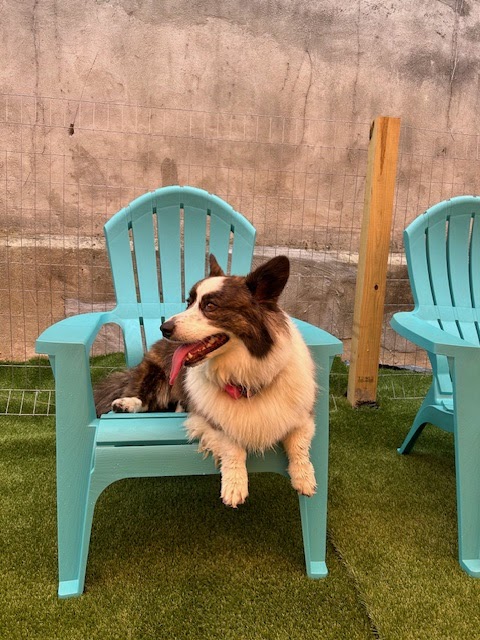 Barks and Rec Play Park, LLC - Lenoir, NC