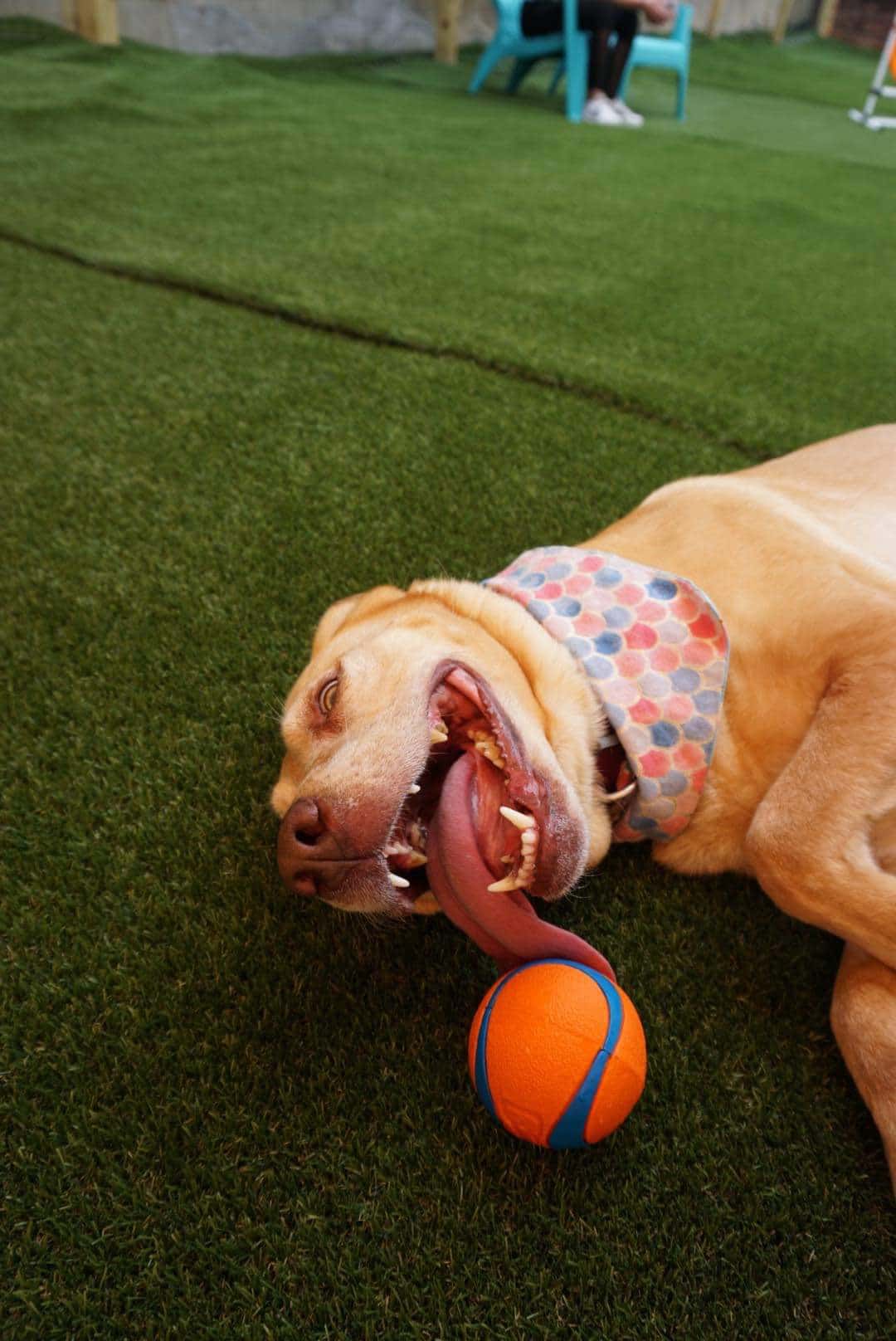 Barks and Rec Play Park, LLC - Lenoir, NC