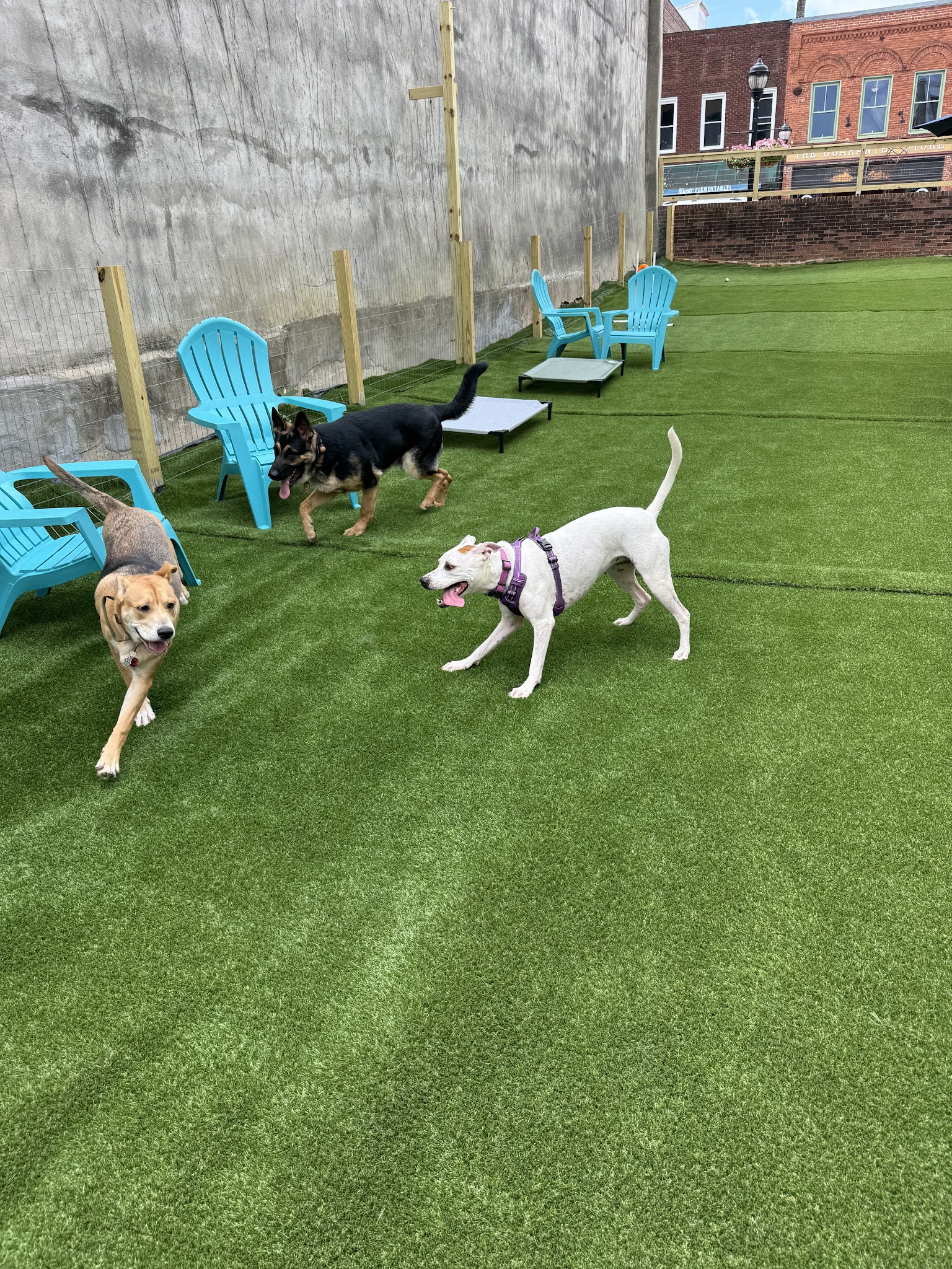 Barks and Rec Play Park, LLC - Lenoir, NC