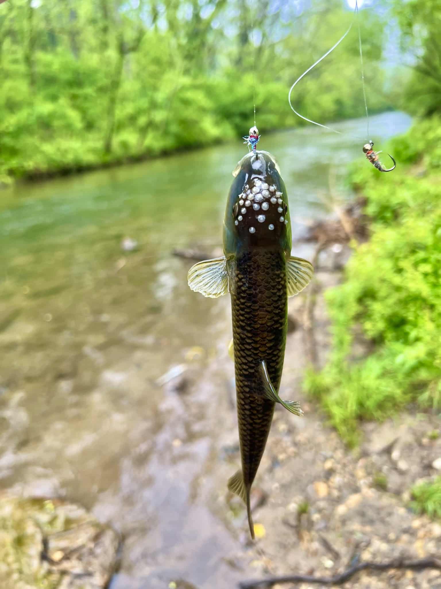 Happy valley park - Lenoir, NC