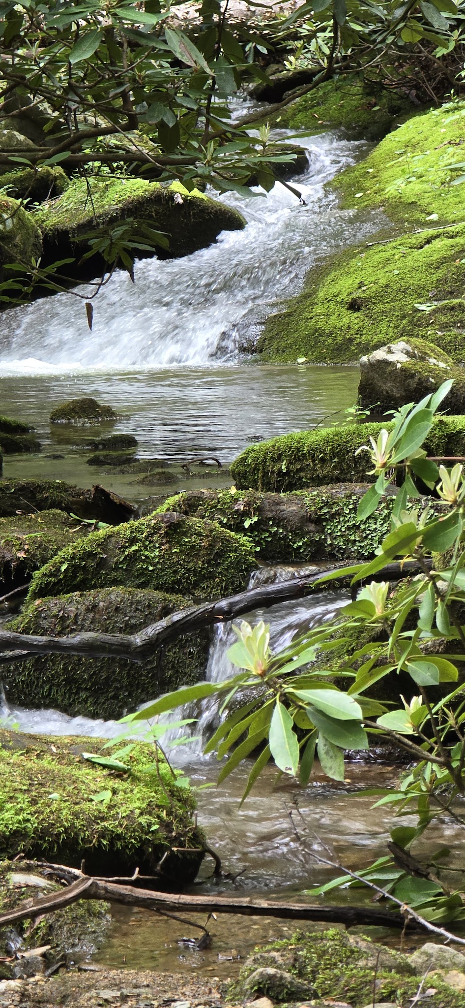Lower China Creek Trail - Lenoir, NC