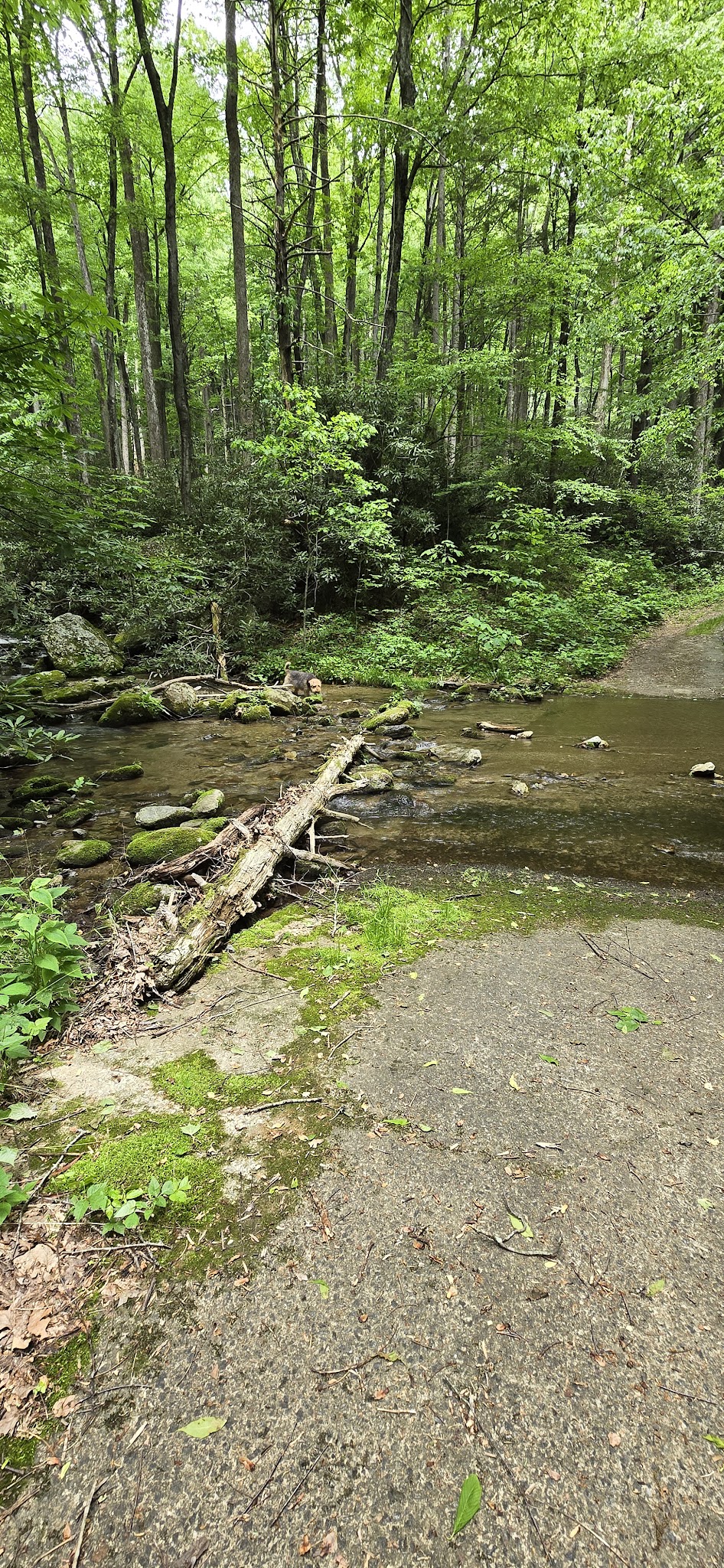 Lower China Creek Trail - Lenoir, NC