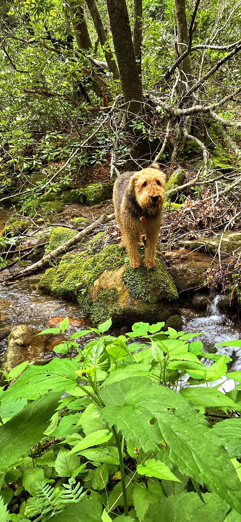Lower China Creek Trail - Lenoir, NC
