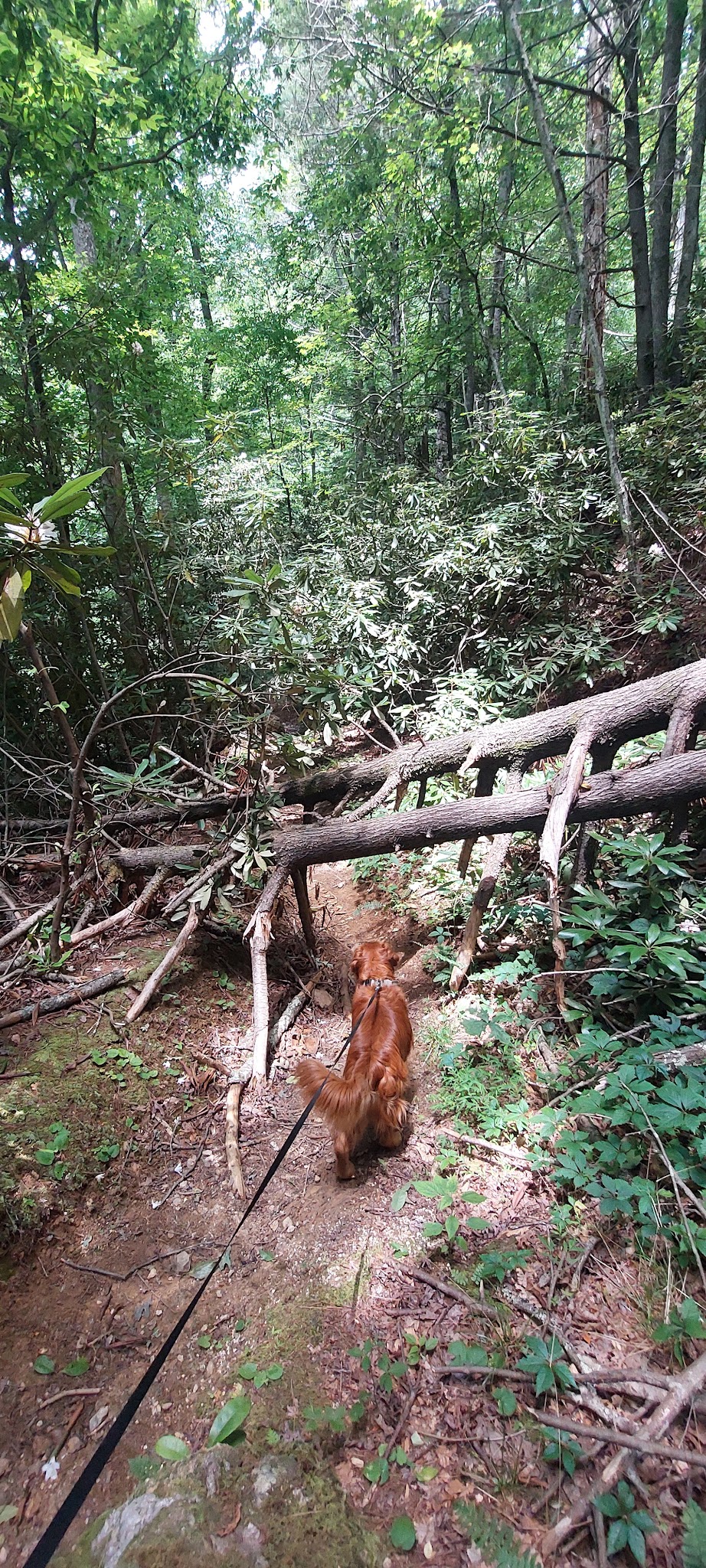 Lower China Creek Trail - Lenoir, NC