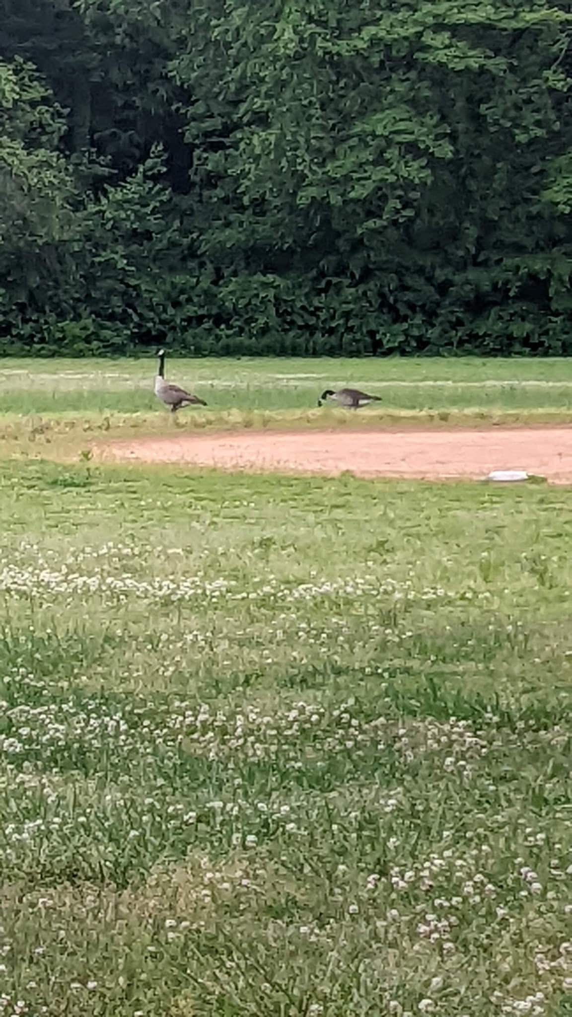 T. Henry Wilson Athletic Park - Lenoir, NC