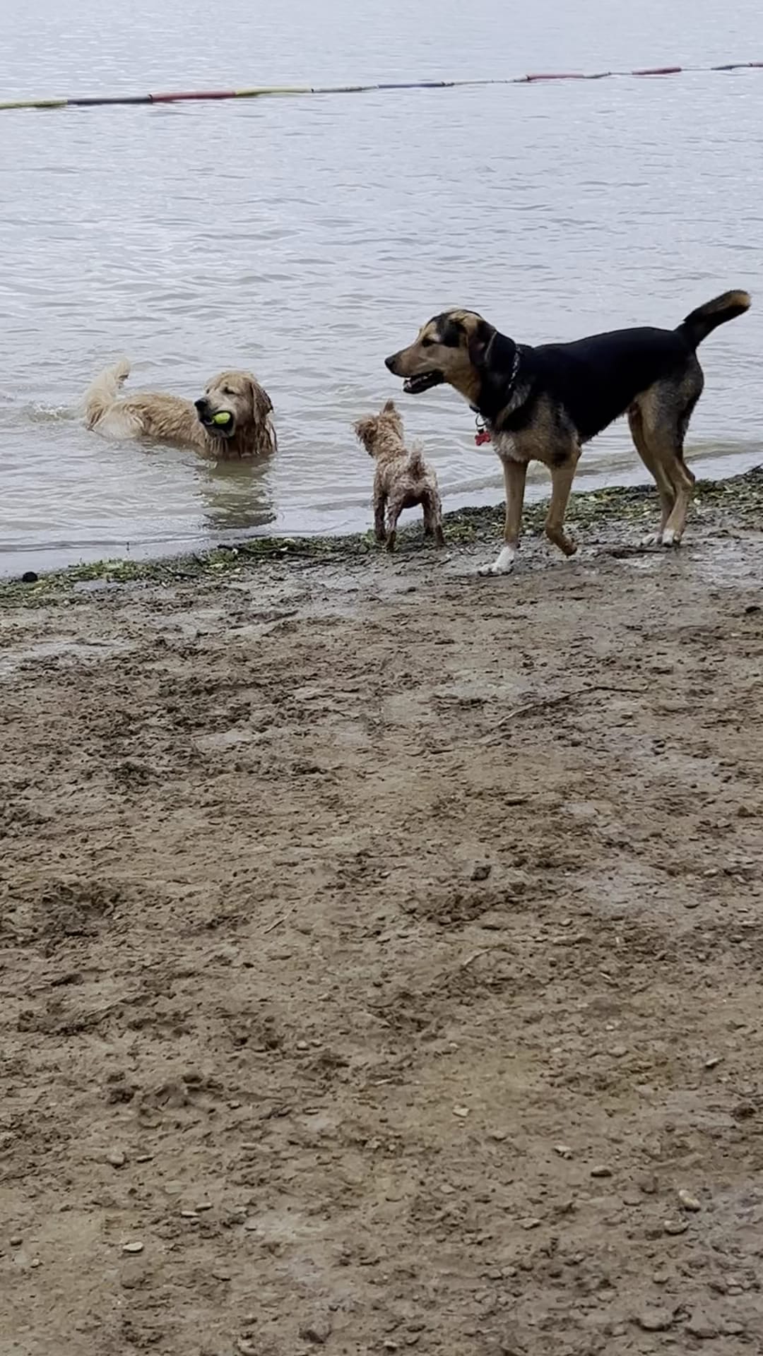 Friends of Alum Creek Dog Park - Lewis Center, OH