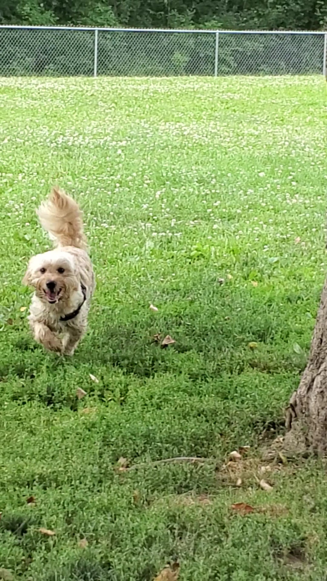 Friends of Alum Creek Dog Park - Lewis Center, OH