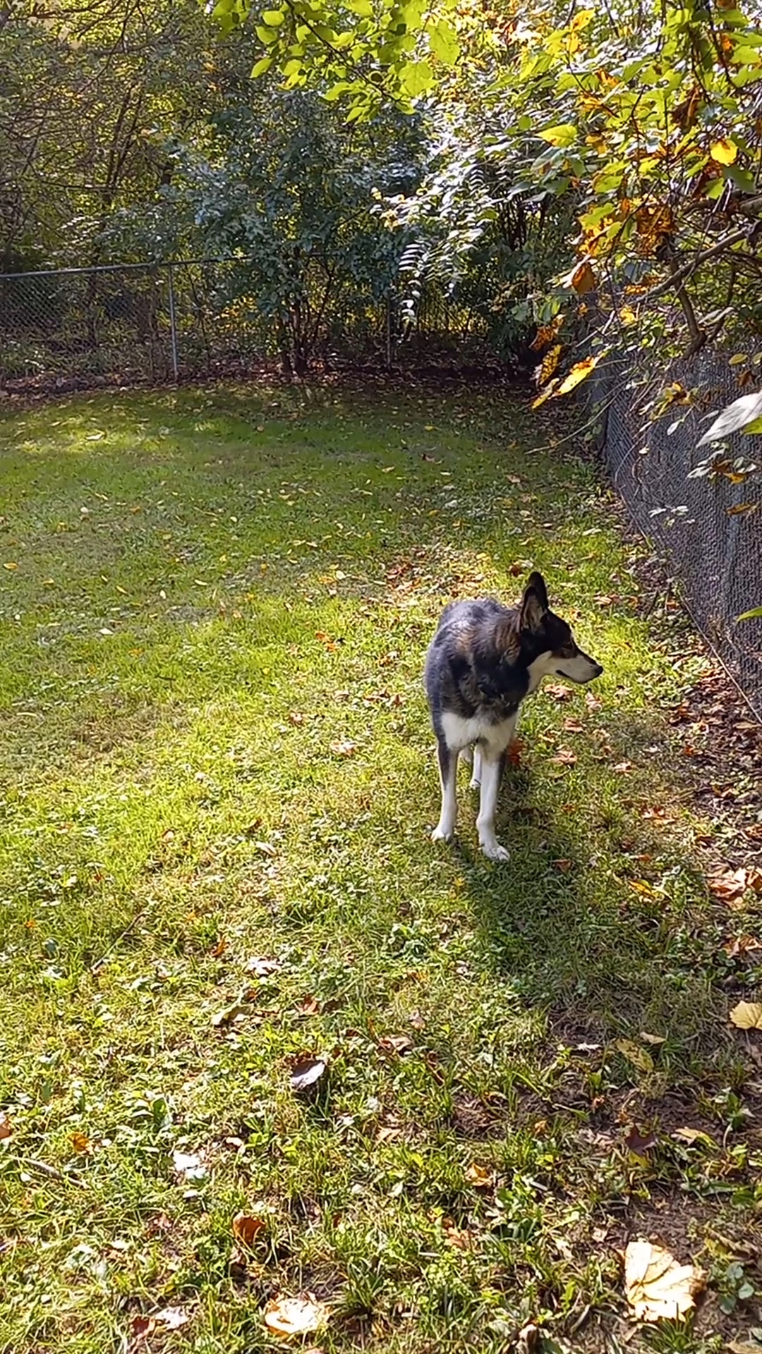 Lewisburg Dog Park by Royal Canin - Lewisburg, OH