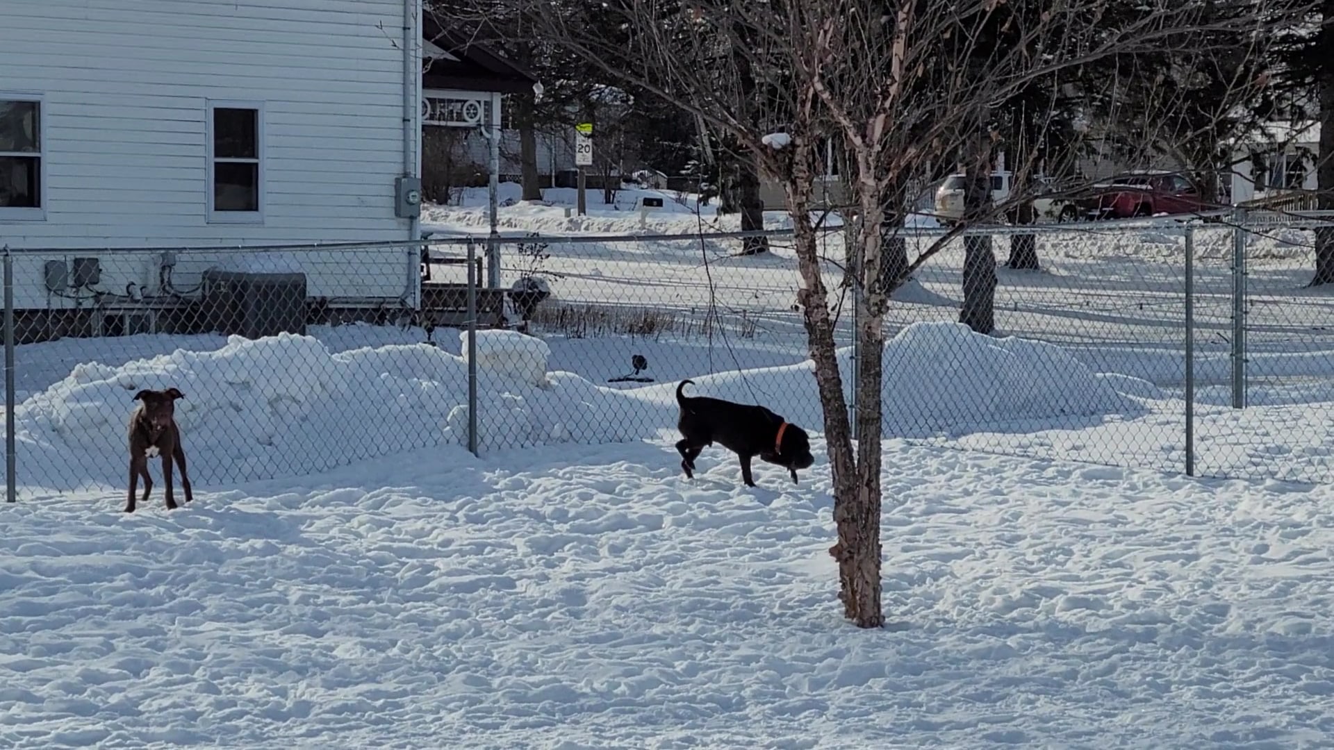 Lewiston Dog Park - Lewiston, MN