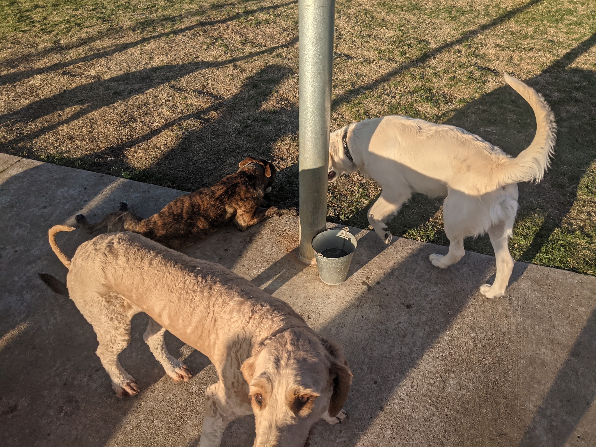 Briarhill dog park - Lewisville, TX