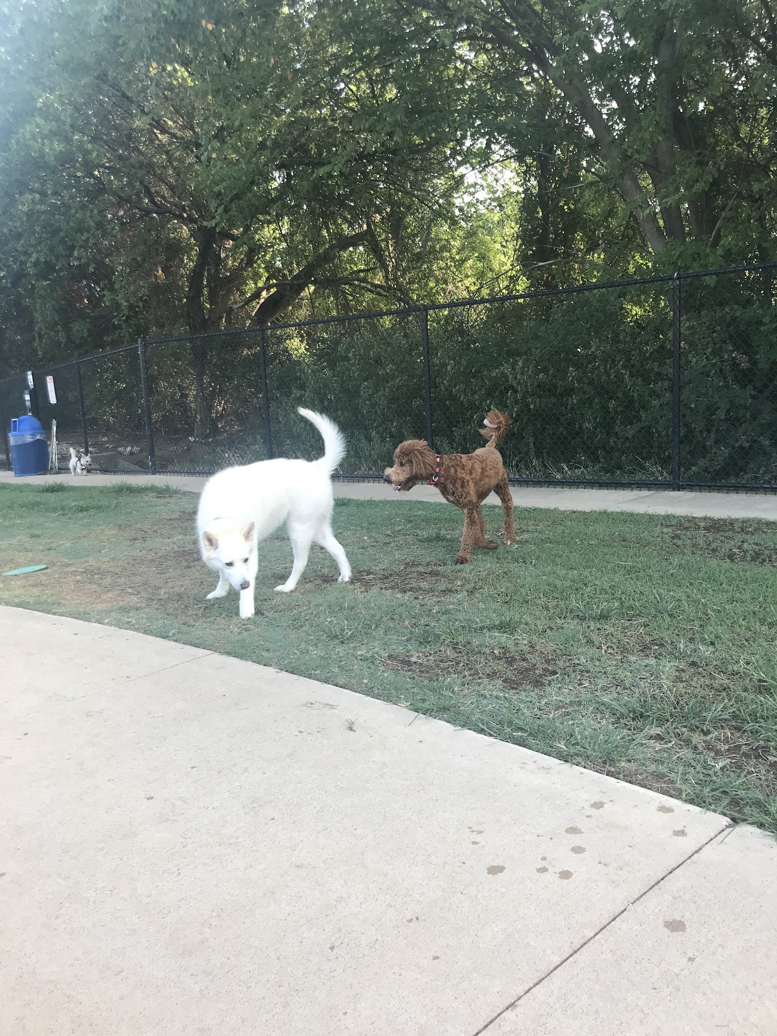 Briarhill dog park - Lewisville, TX