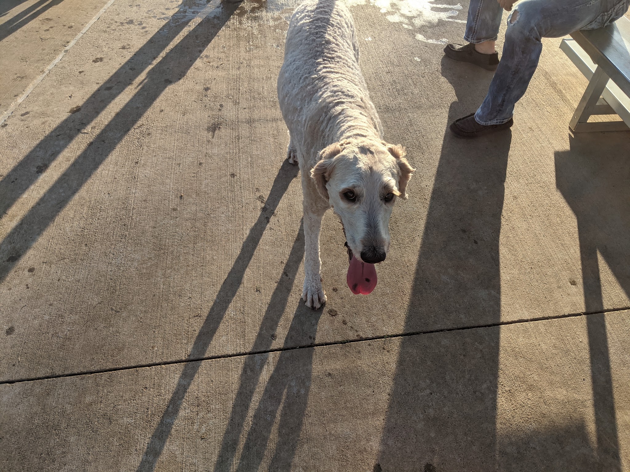 Briarhill dog park - Lewisville, TX