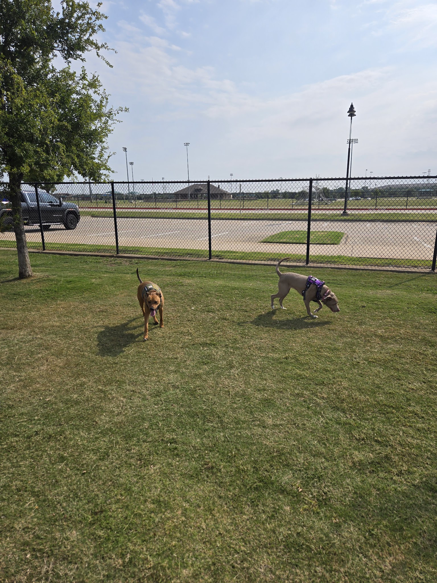 Dog Park - Lewisville, TX