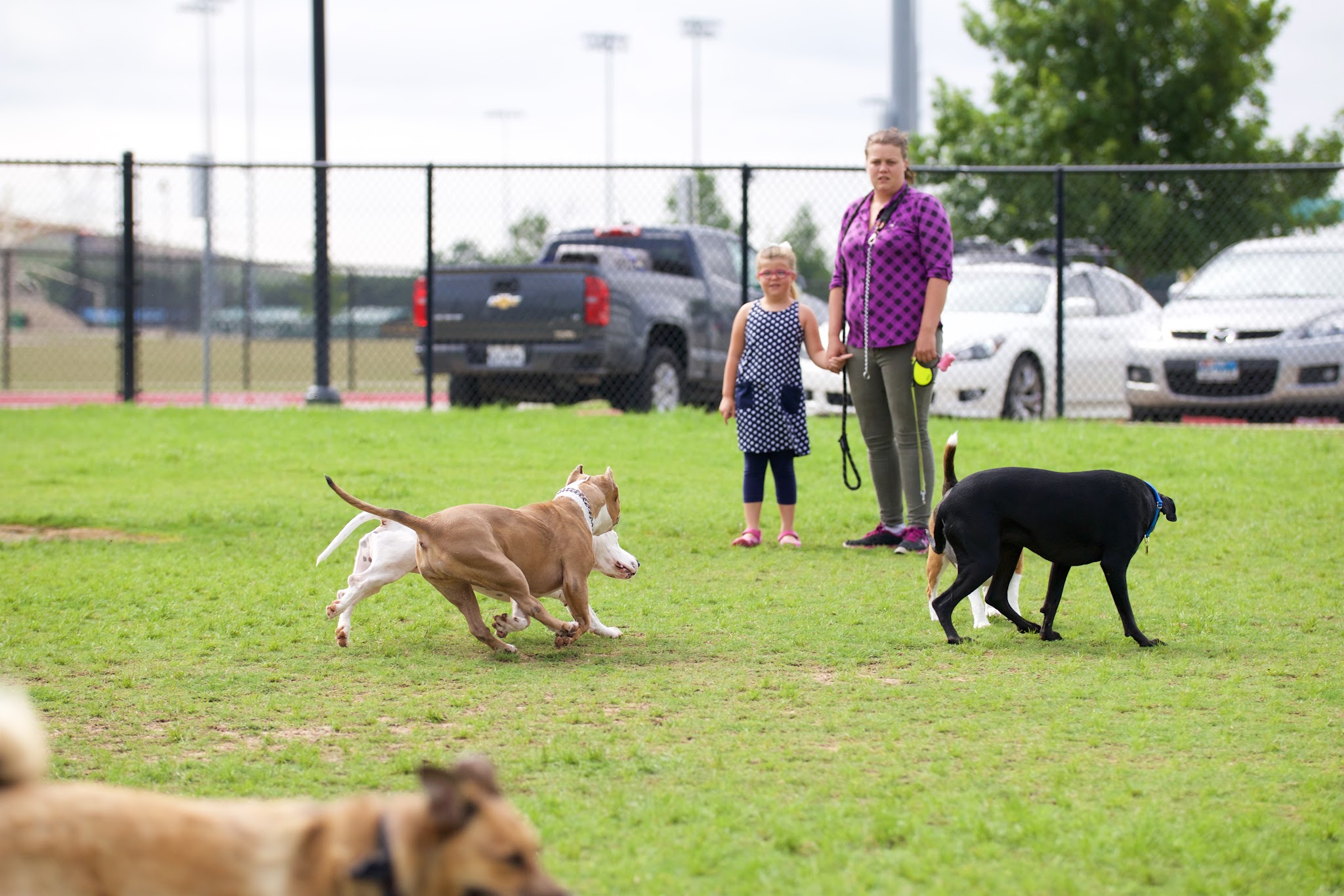 Dog Park - Lewisville, TX