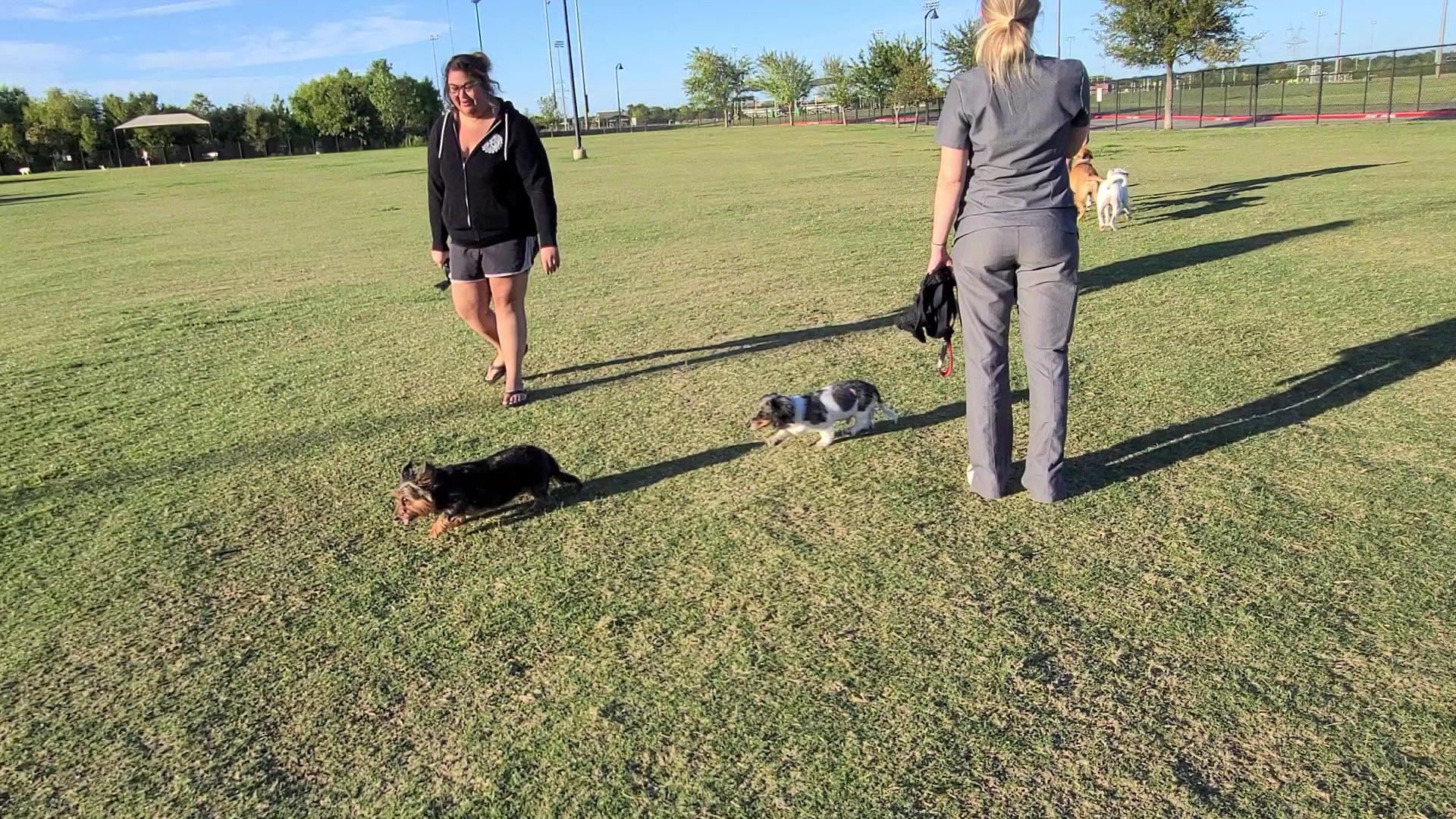 Dog Park - Lewisville, TX