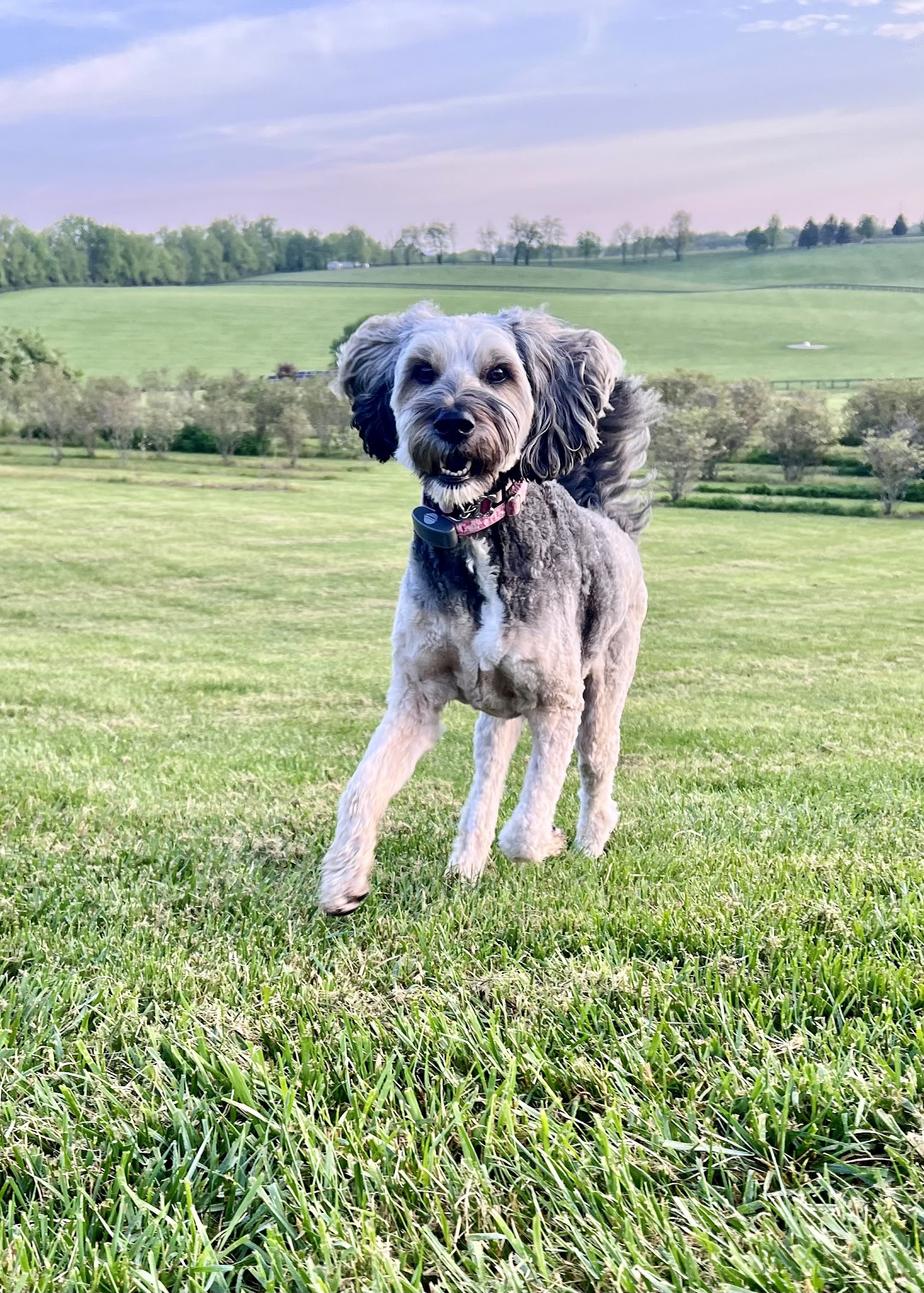 Critter Sitters of Lexington, Inc. - Lexington, KY
