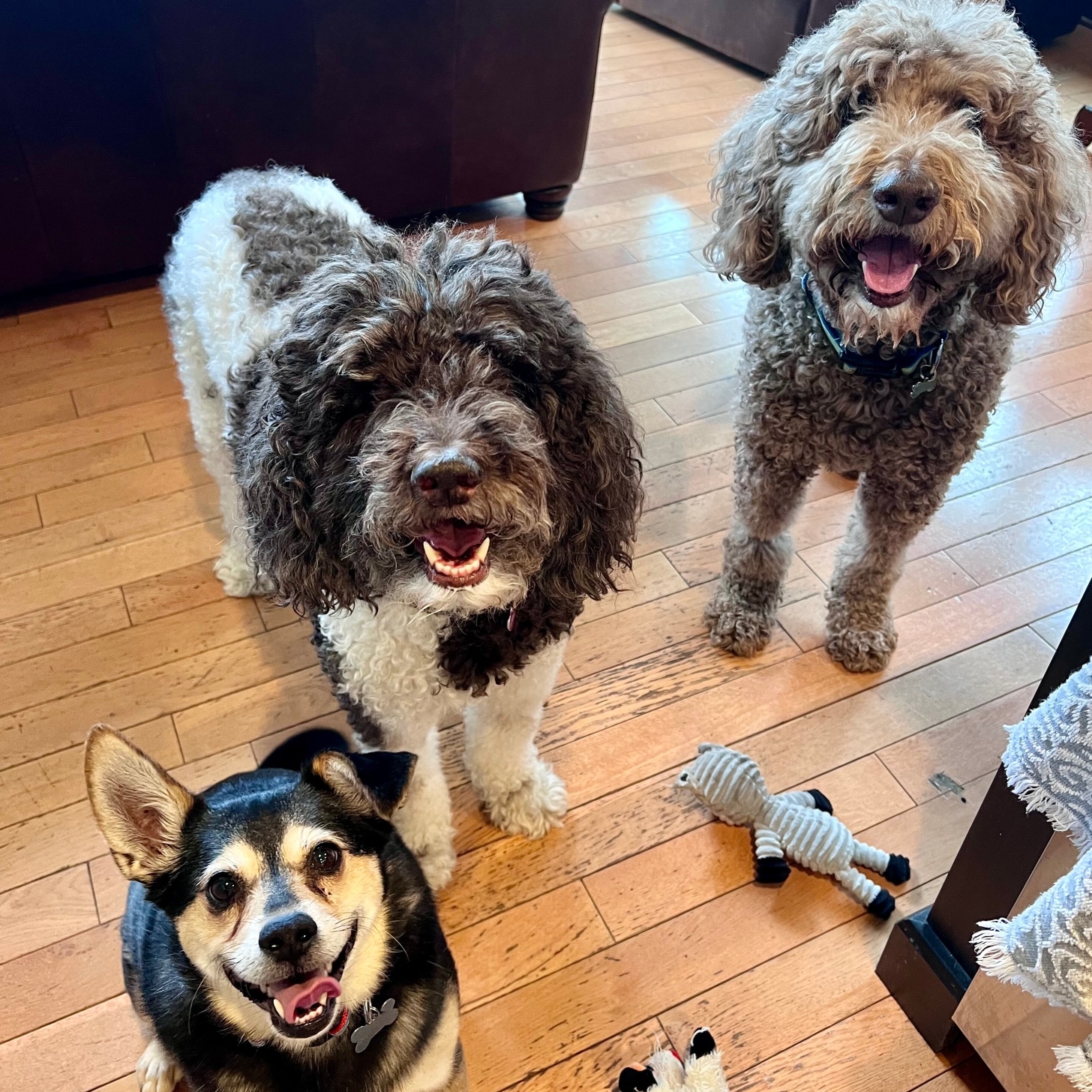Critter Sitters of Lexington, Inc. - Lexington, KY