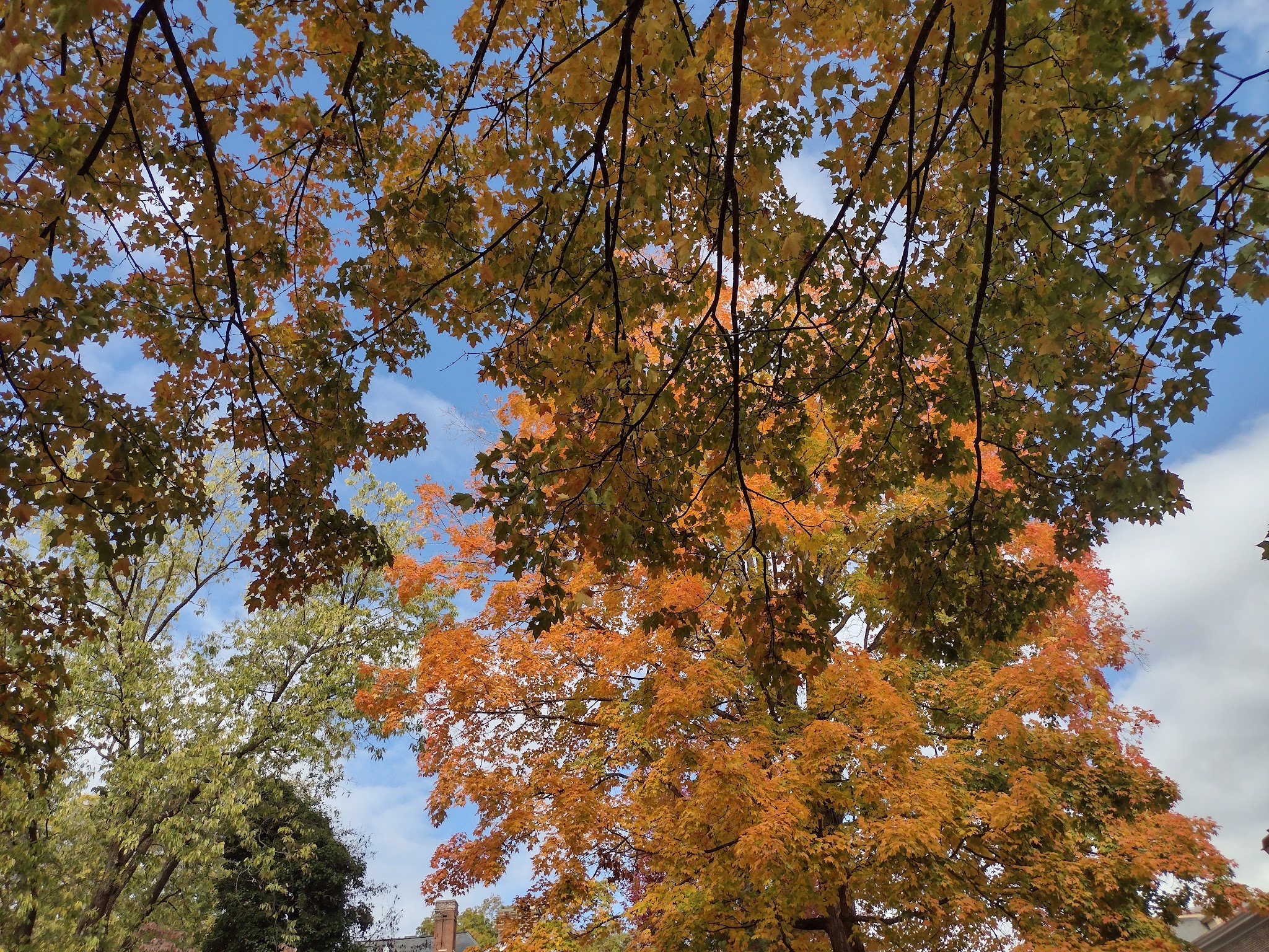 Hopkins Green - Lexington, VA