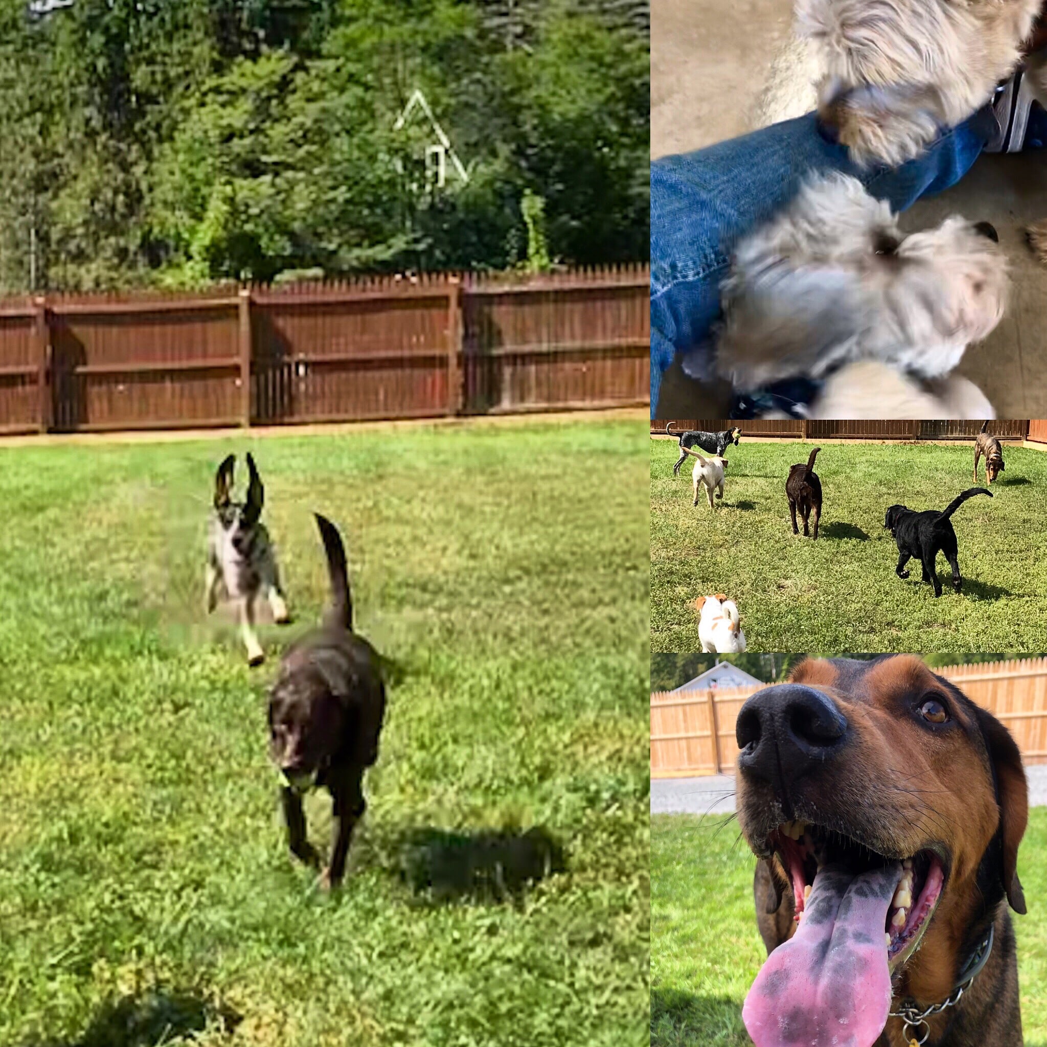 Liberty Pet Ranch - Liberty, NY