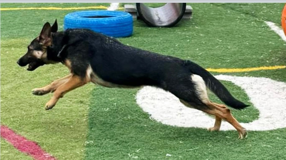 Liberty Pet Ranch - Liberty, NY