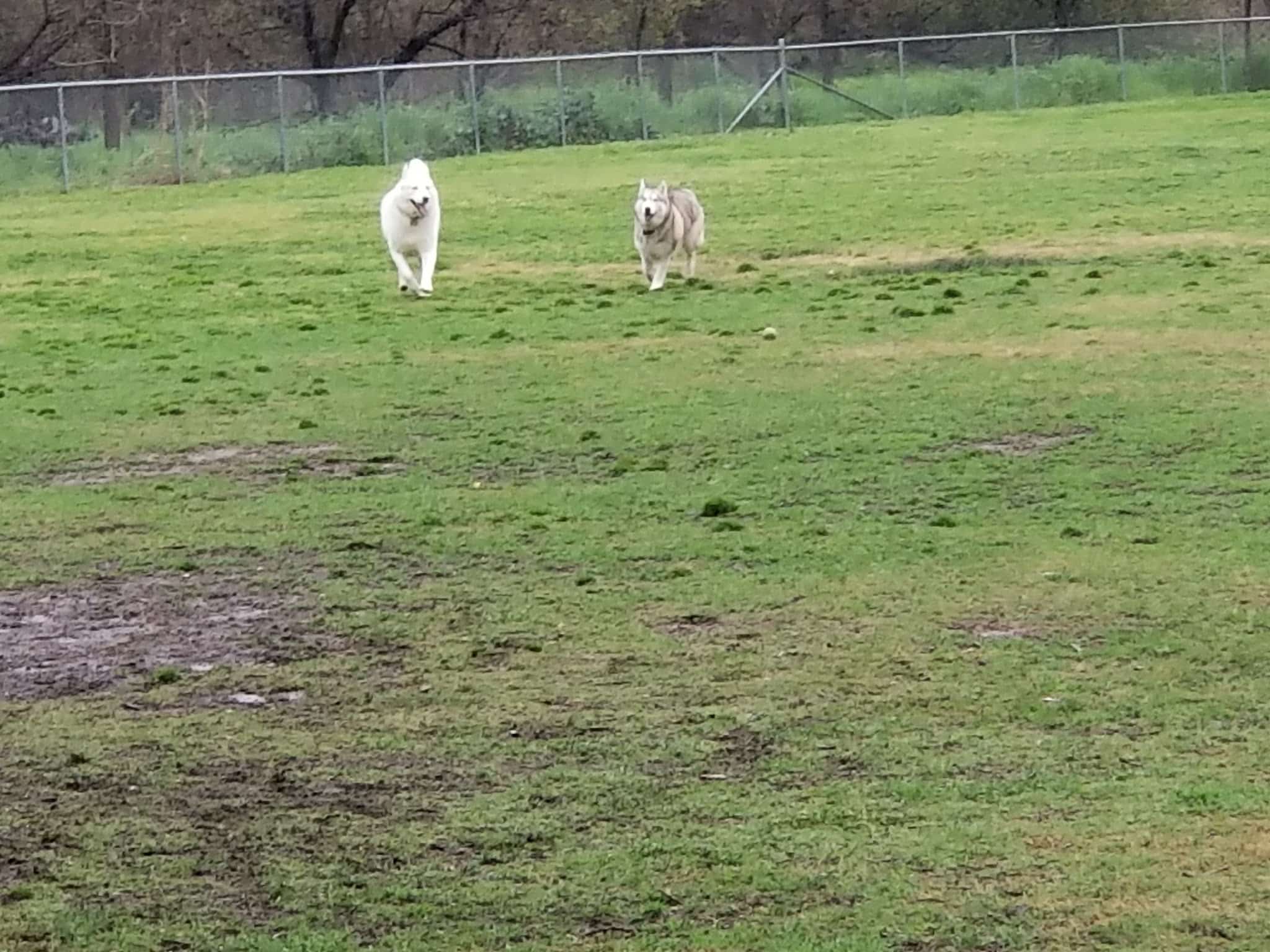 Auburn Ravine Dog Park - Lincoln, CA