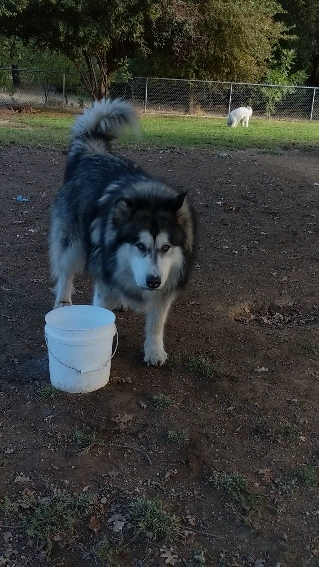Auburn Ravine Dog Park - Lincoln, CA