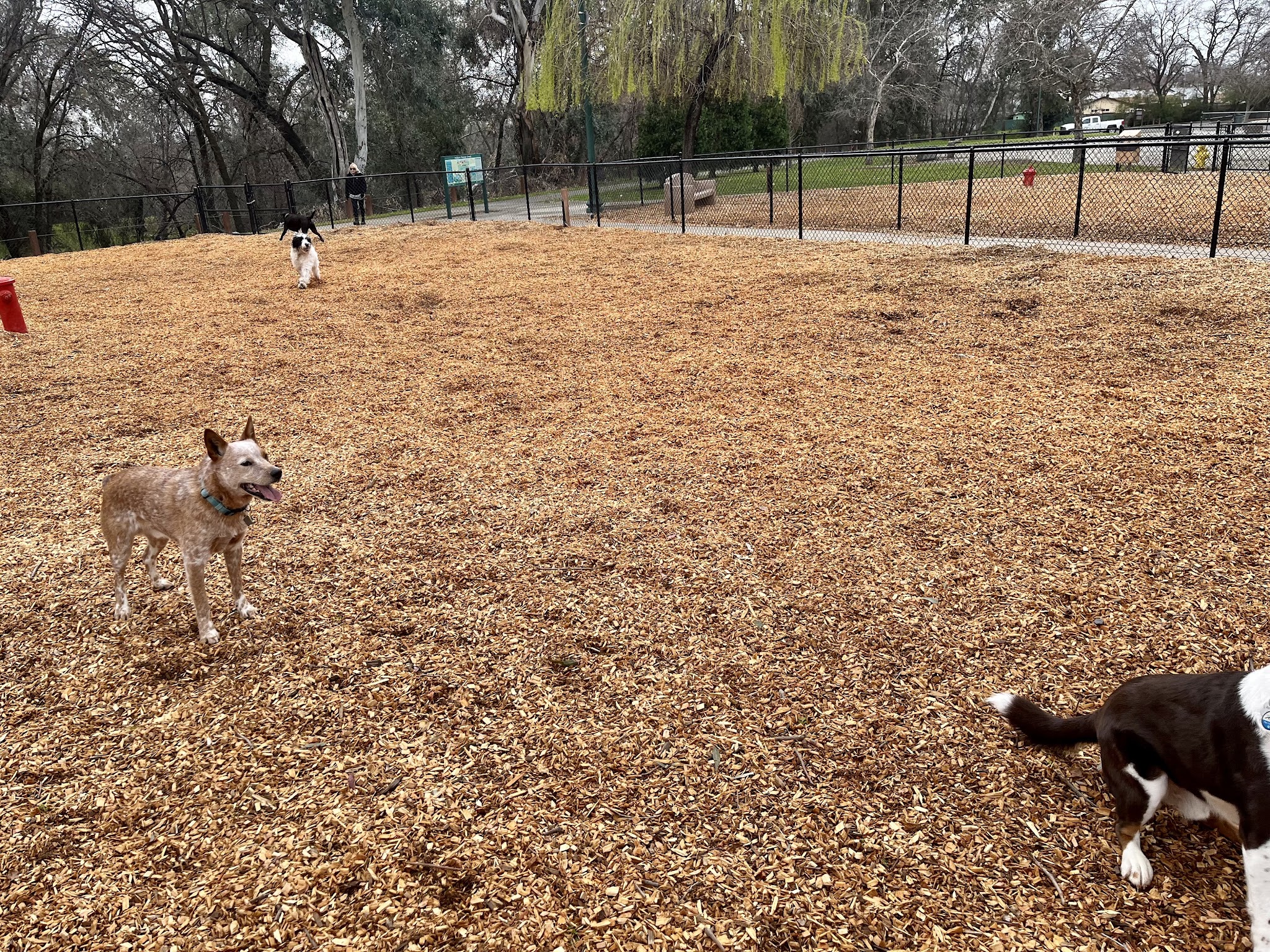 Lincoln Bark Park - Lincoln, CA