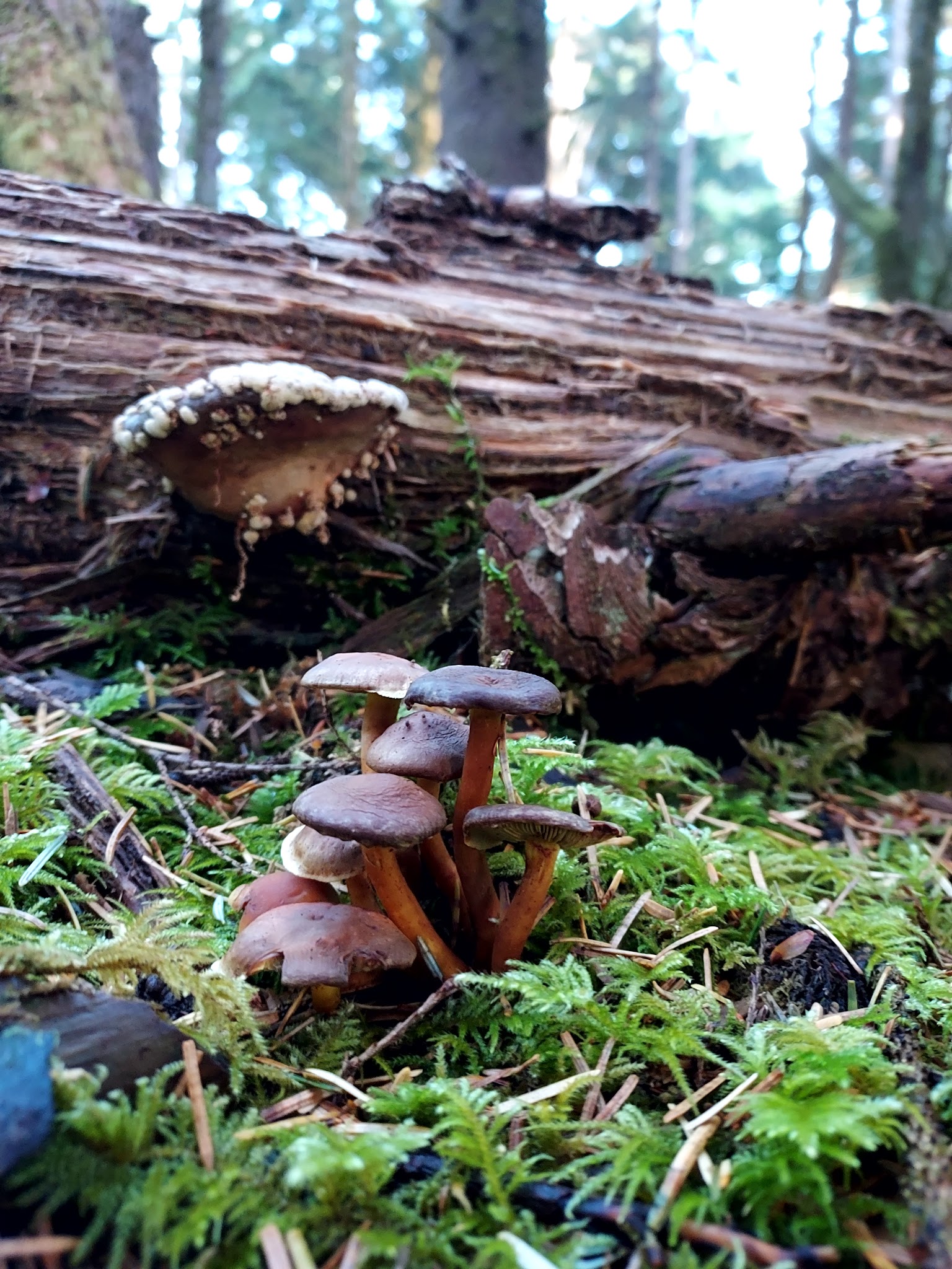 Agnes Creek Trailhead - Lincoln City, OR