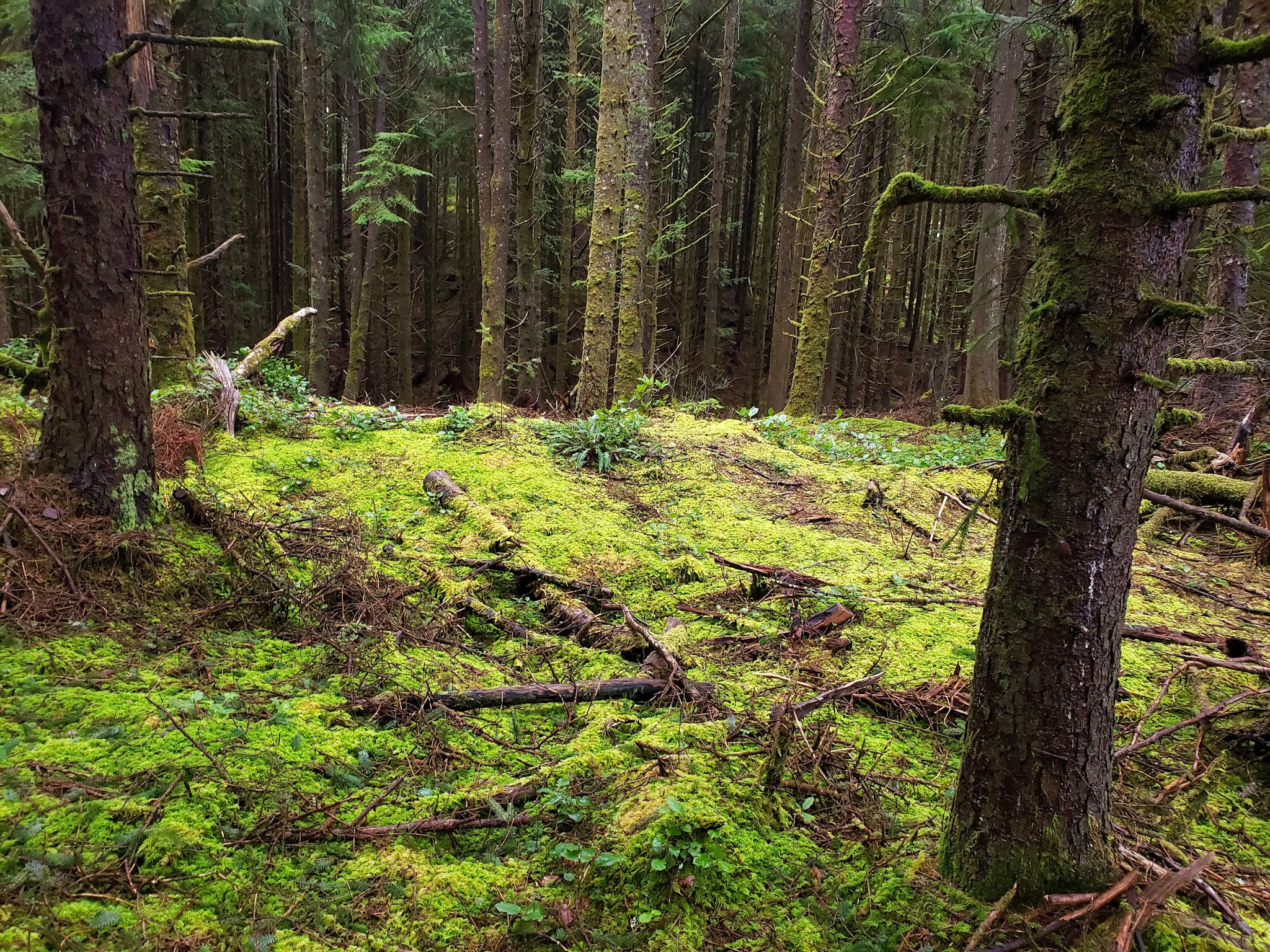 Agnes Creek Trailhead - Lincoln City, OR