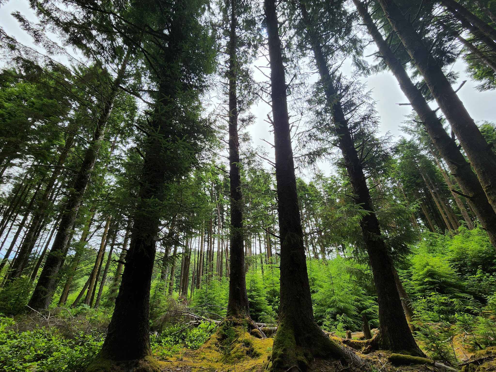 Agnes Creek Trailhead - Lincoln City, OR