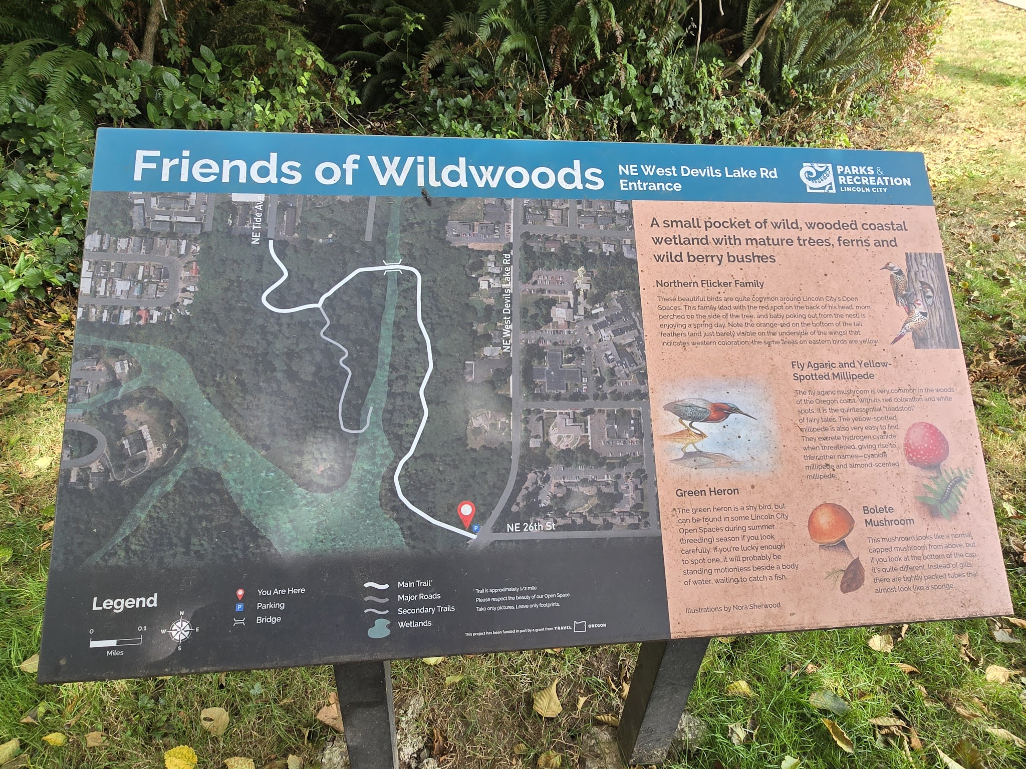 Friends of the Wildwood Open Space - Lincoln City, OR
