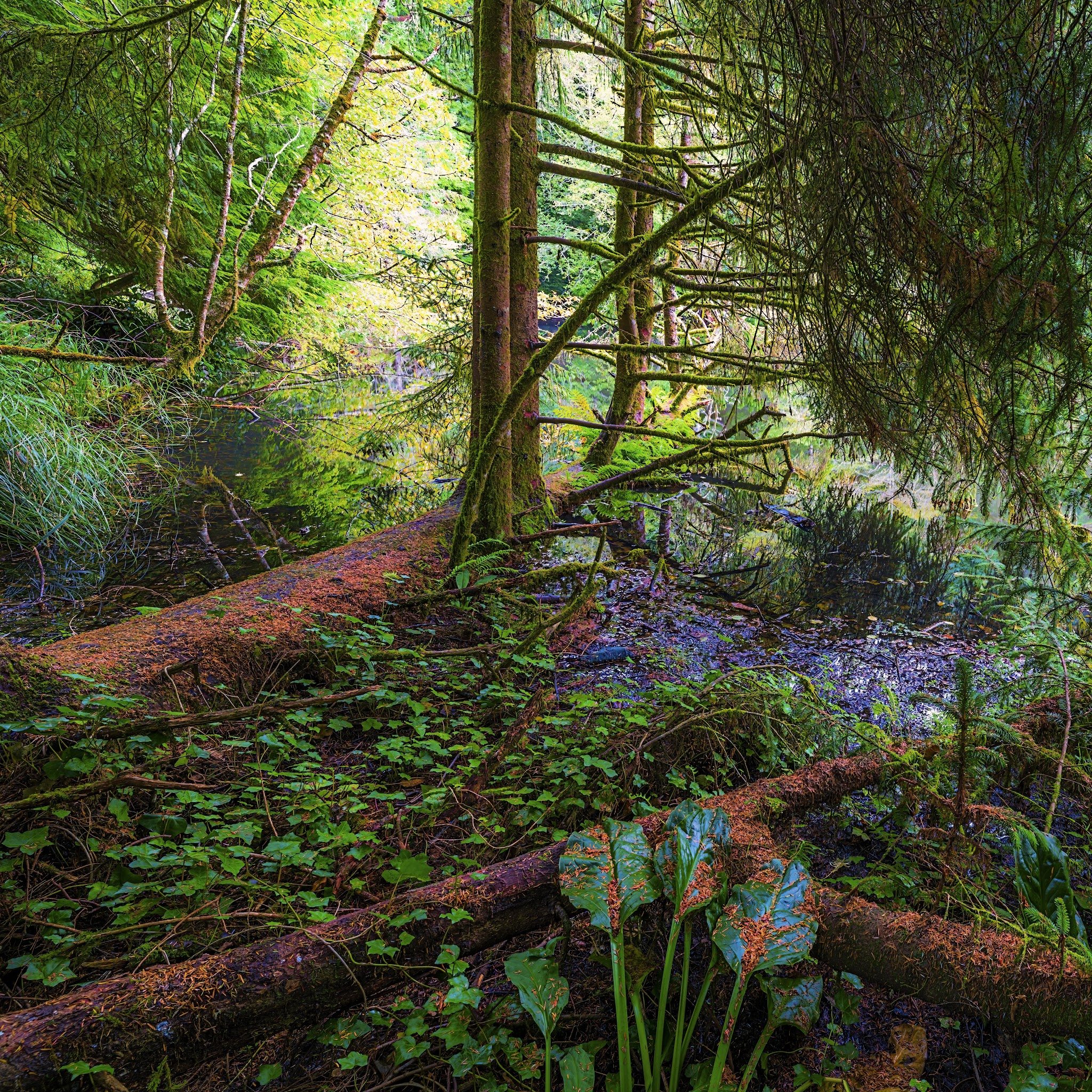 Spring Lake Open Space - Lincoln City, OR