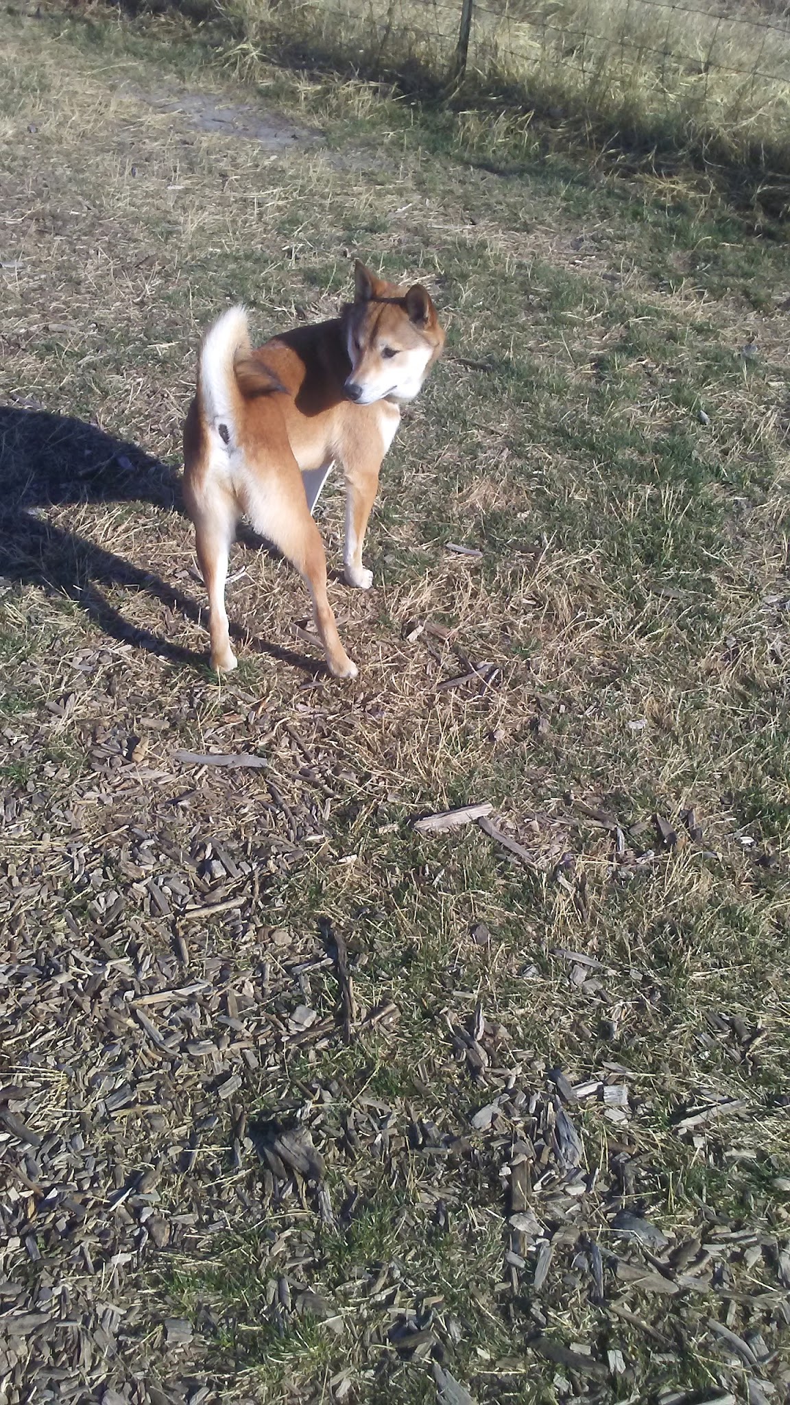 Oak Lake Dog Park - Lincoln, NE