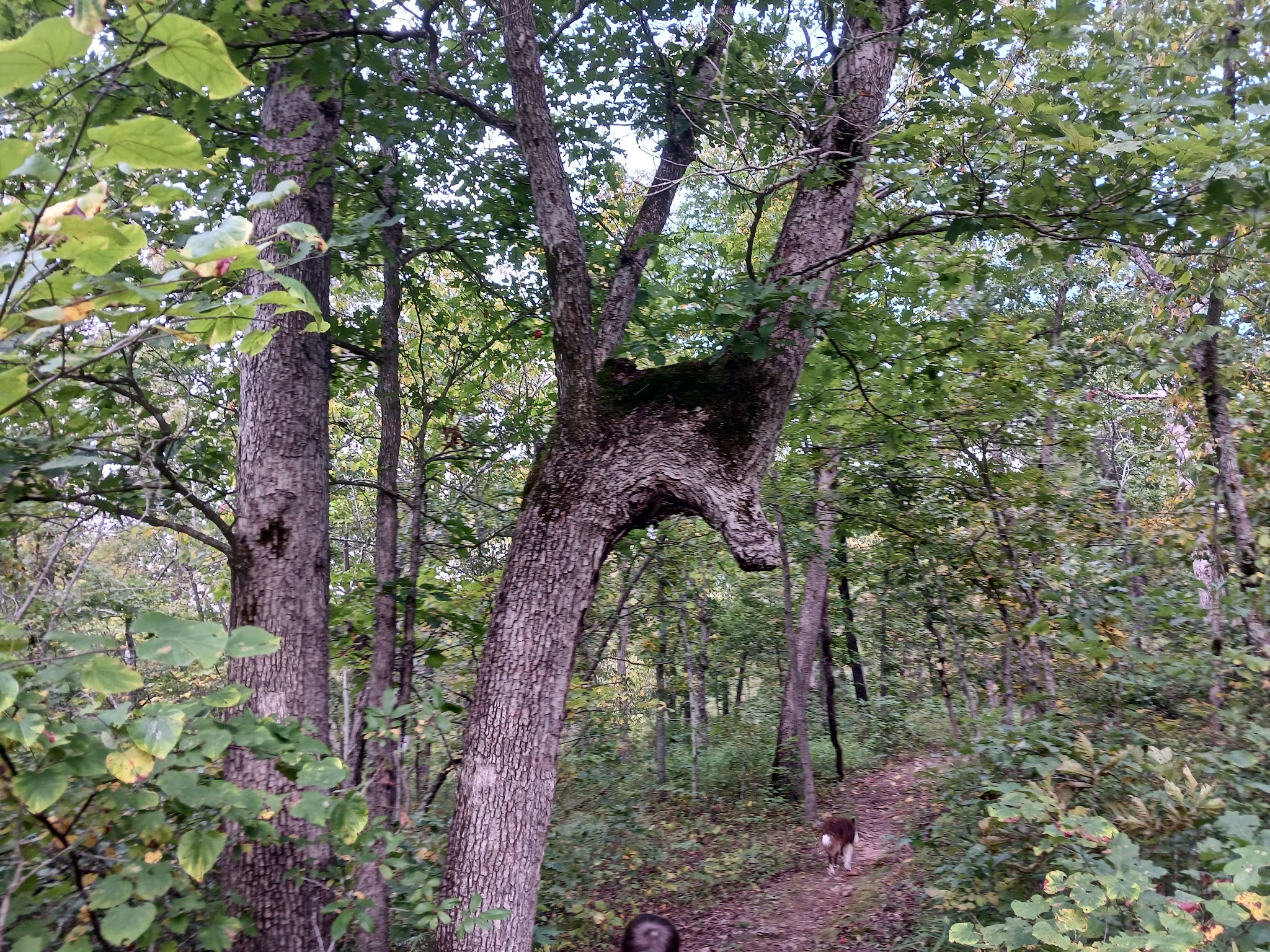 Honey Run Trail - Linn Creek, MO