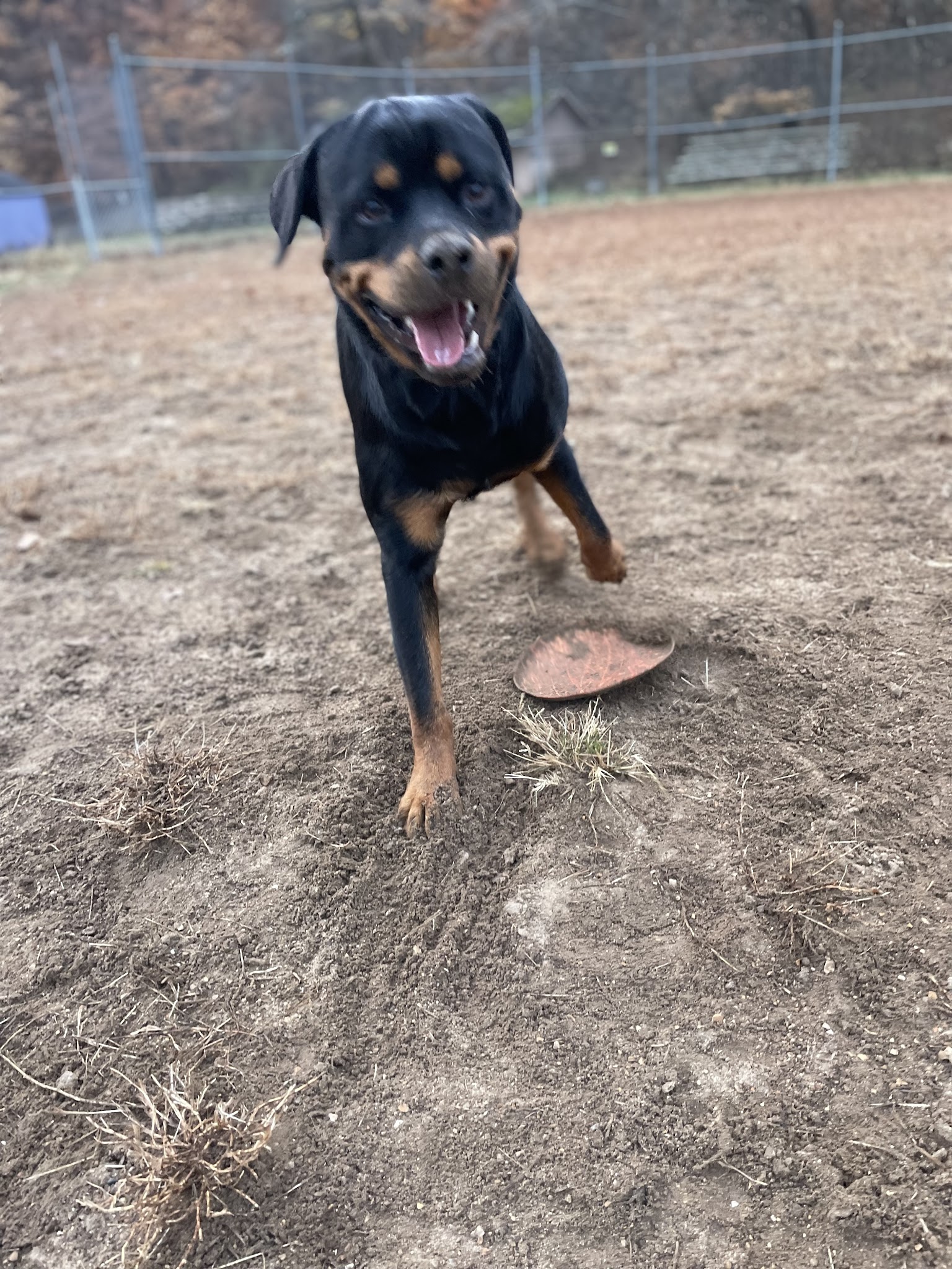 R Veterinary Dog Park in Linn Creek - Linn Creek, MO