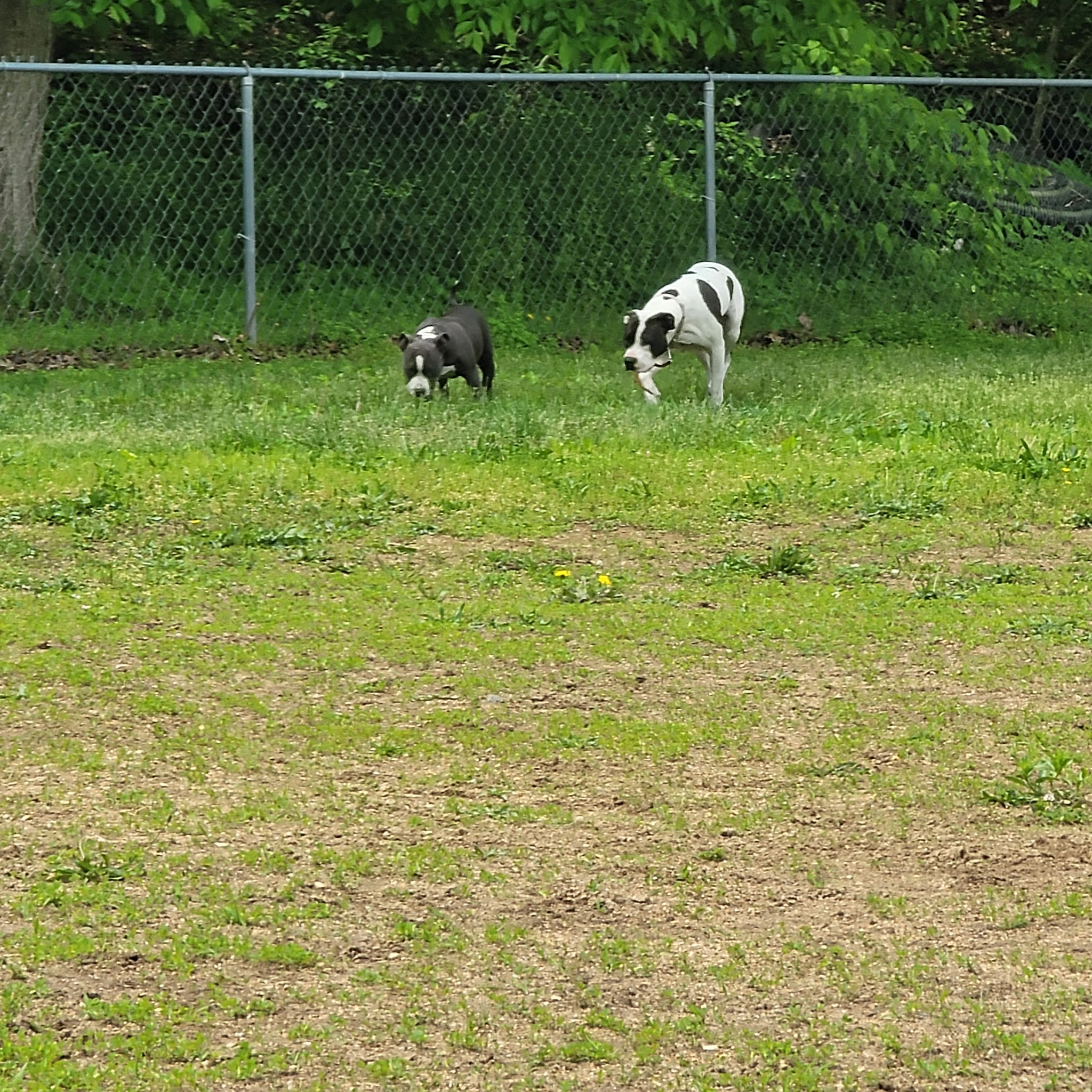 R Veterinary Dog Park in Linn Creek - Linn Creek, MO