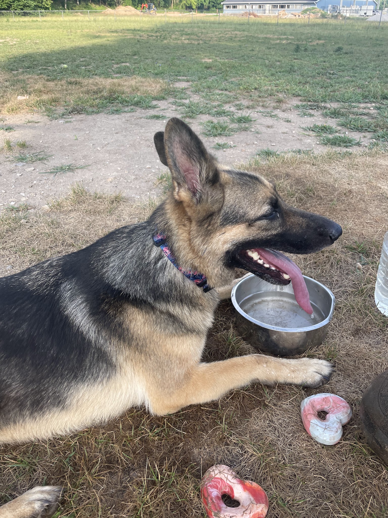 R Veterinary Dog Park in Linn Creek - Linn Creek, MO
