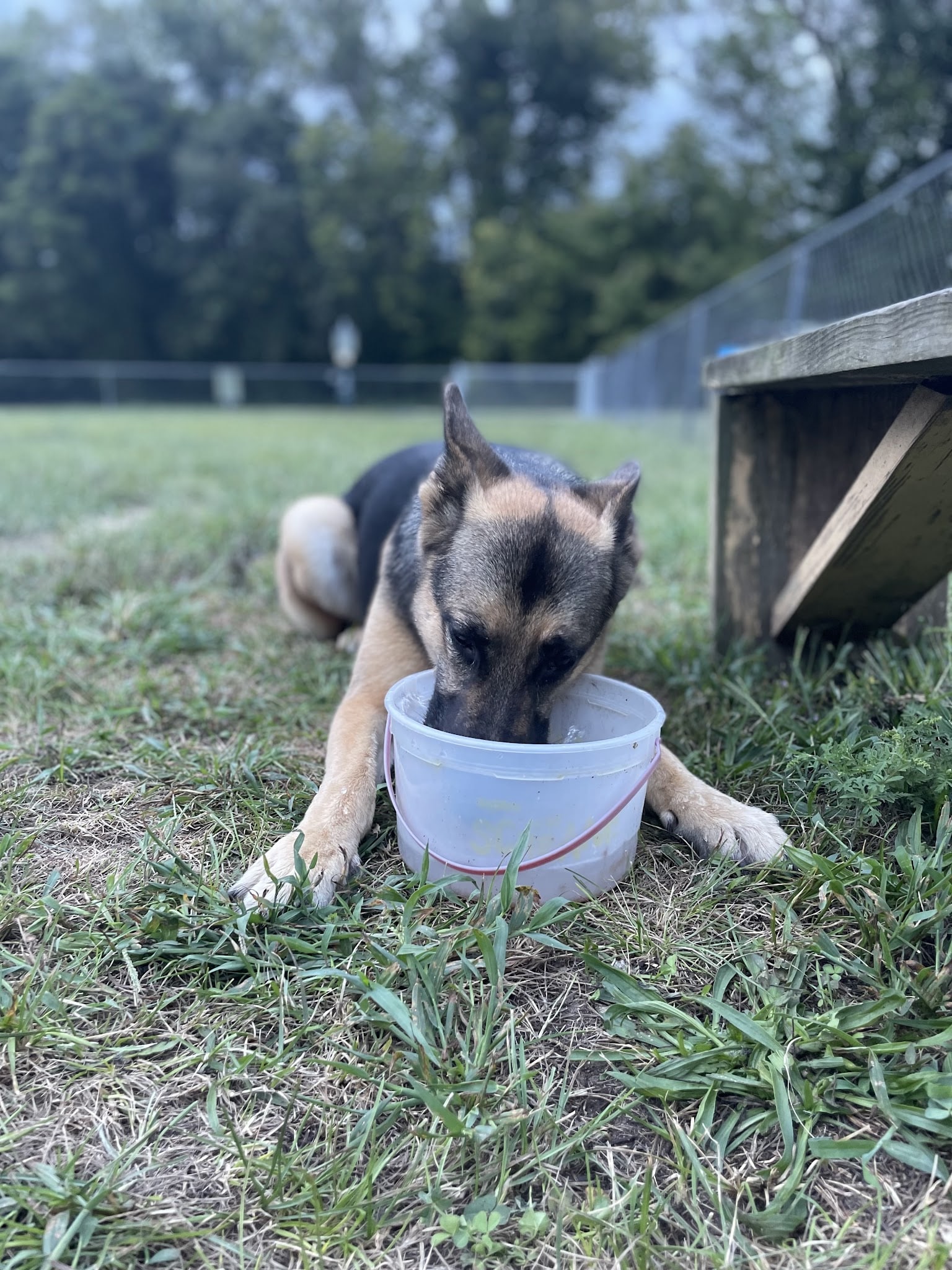 R Veterinary Dog Park in Linn Creek - Linn Creek, MO