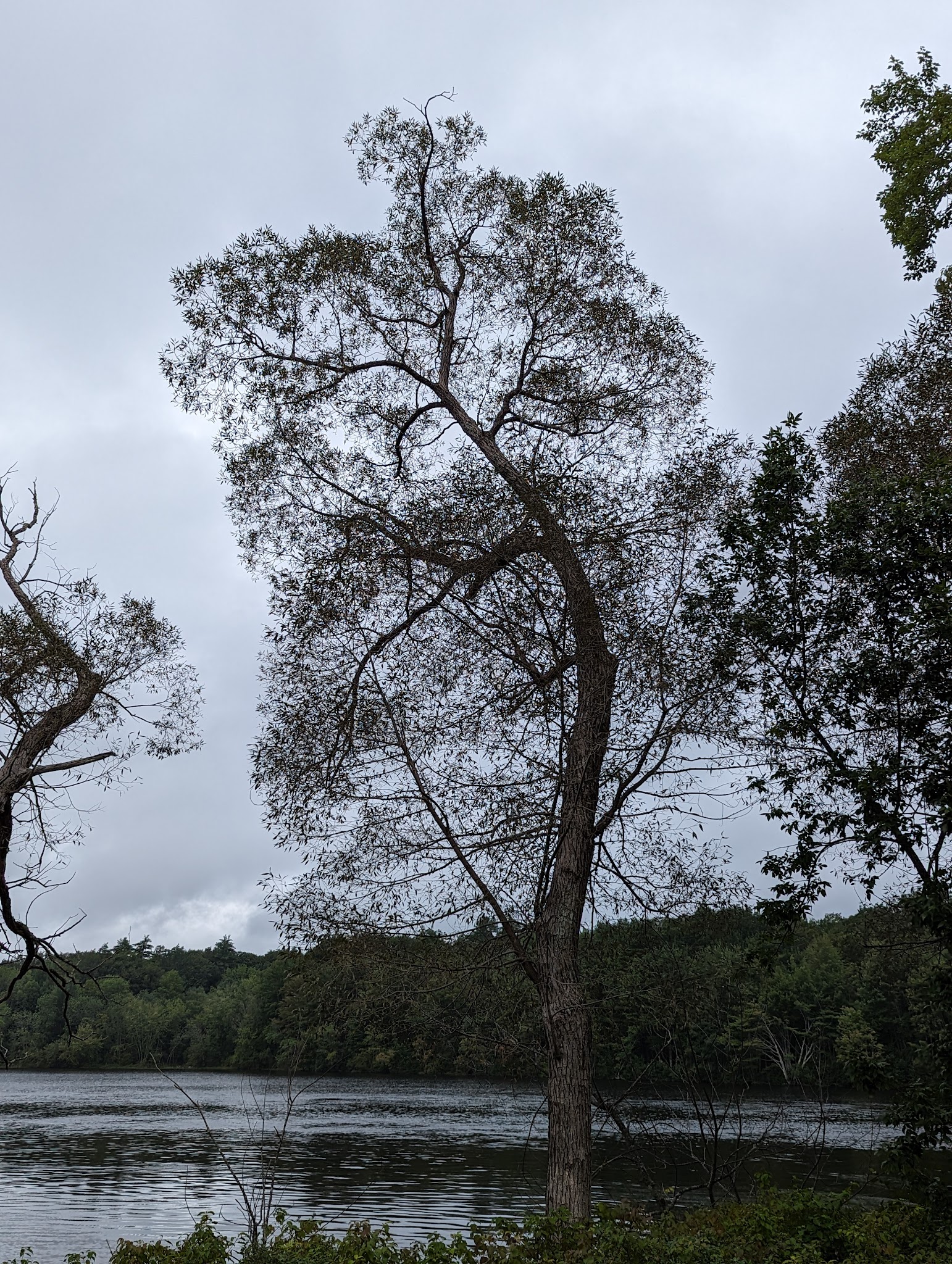 Walking Trail - Lisbon Falls, ME