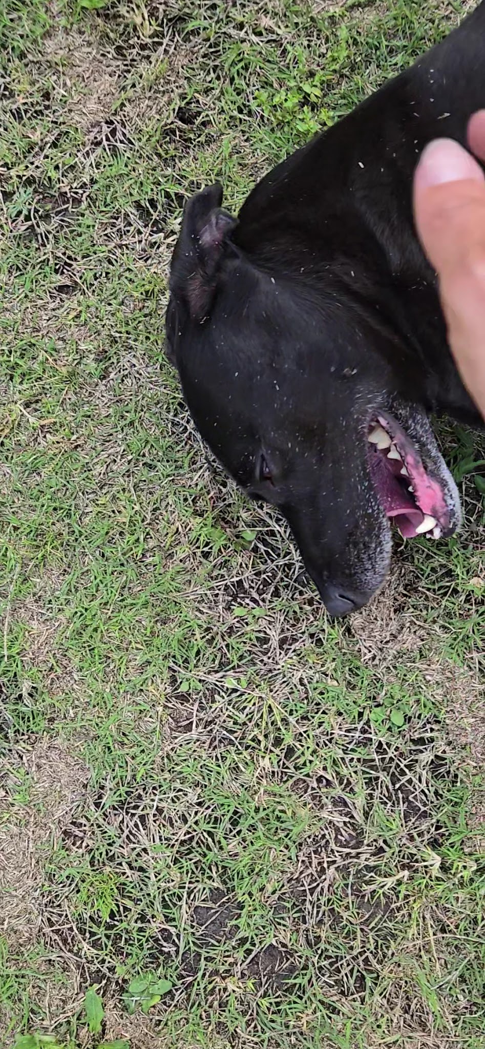 Frisco Hills Dog Park - Little Elm, TX