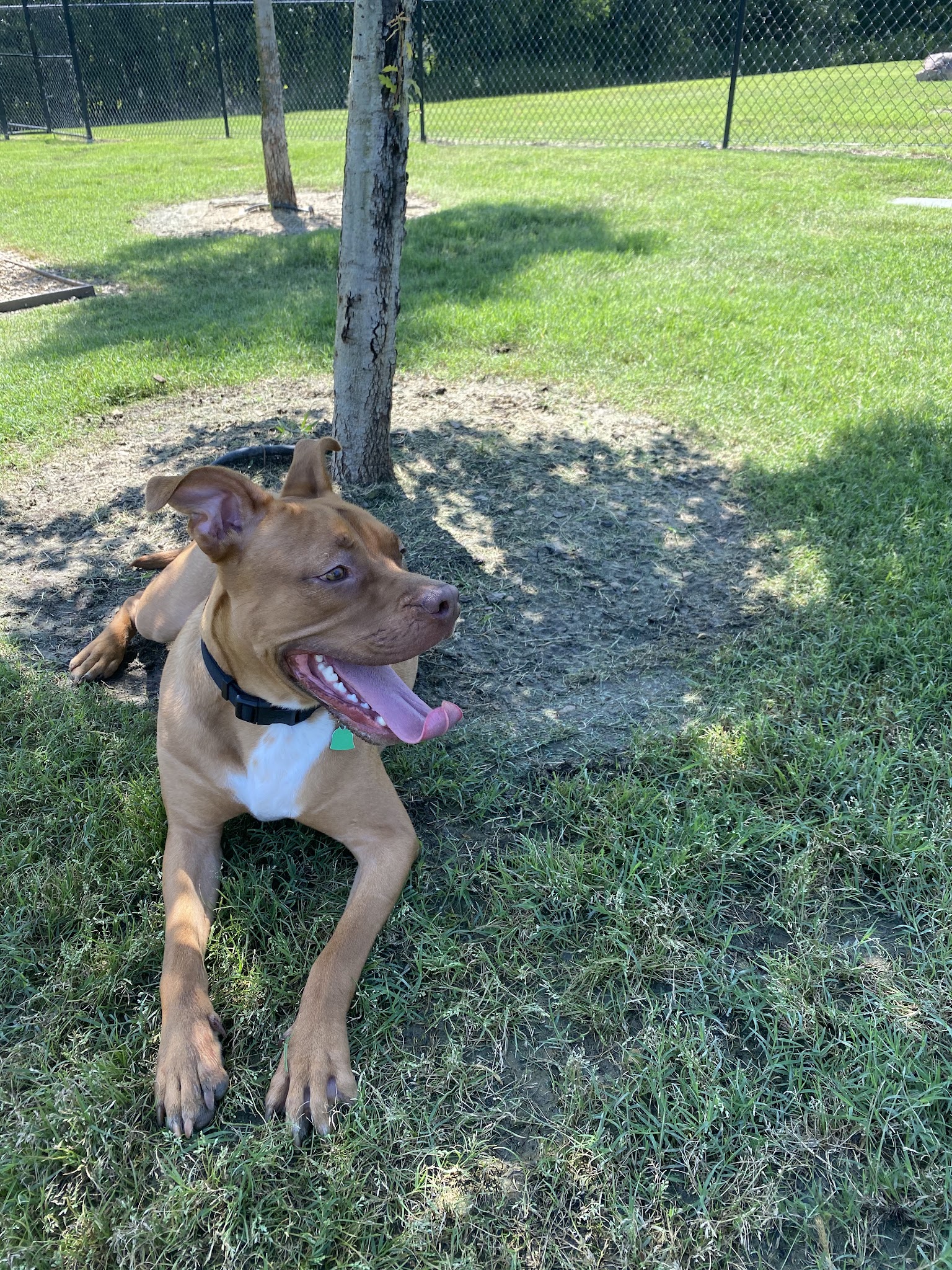 Paloma Creek Dog Park - Little Elm, TX