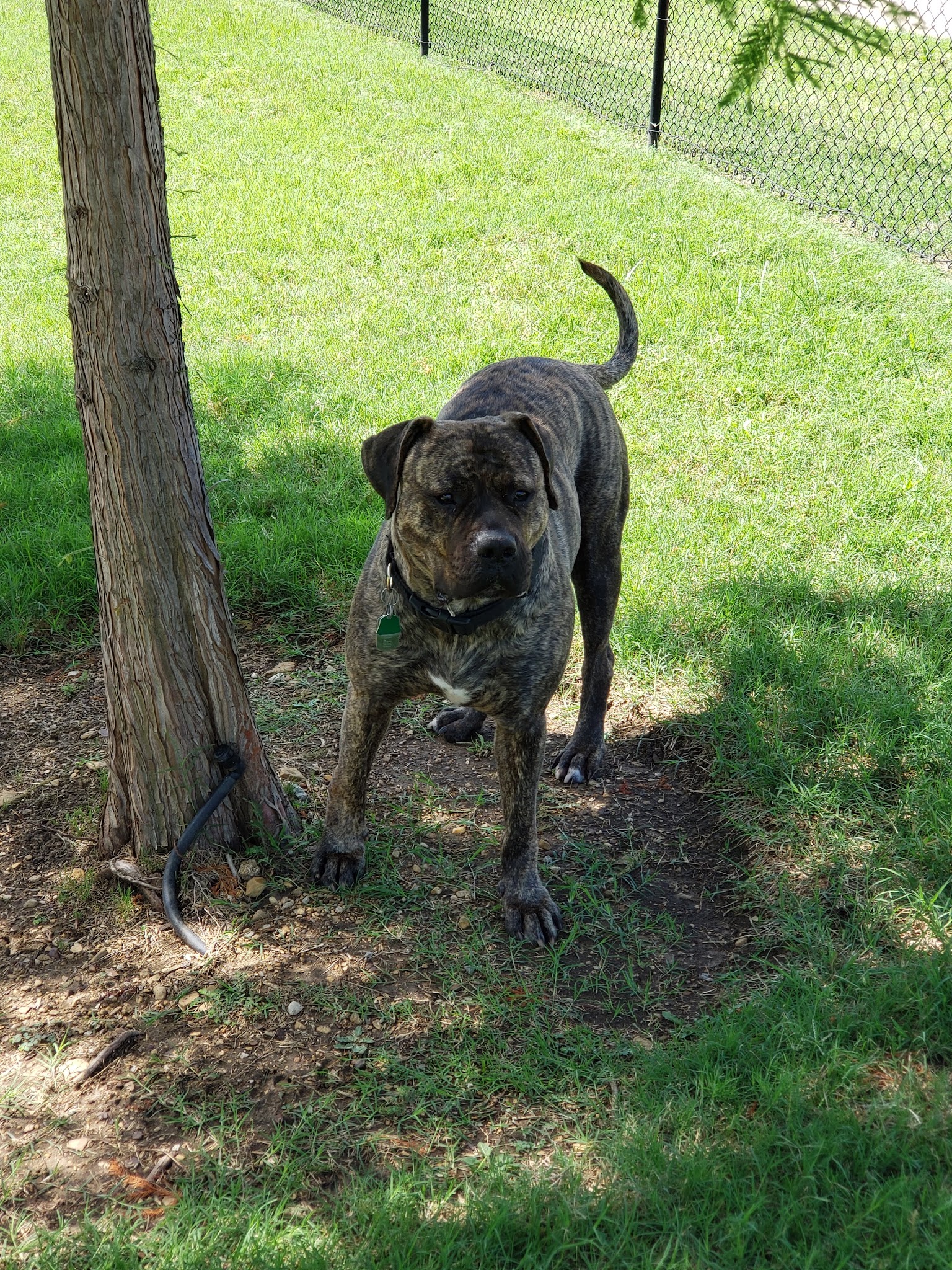 Paloma Creek Dog Park - Little Elm, TX