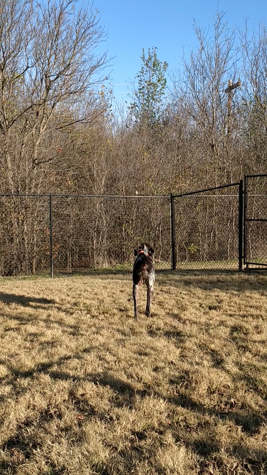 Paloma Creek Dog Park - Little Elm, TX