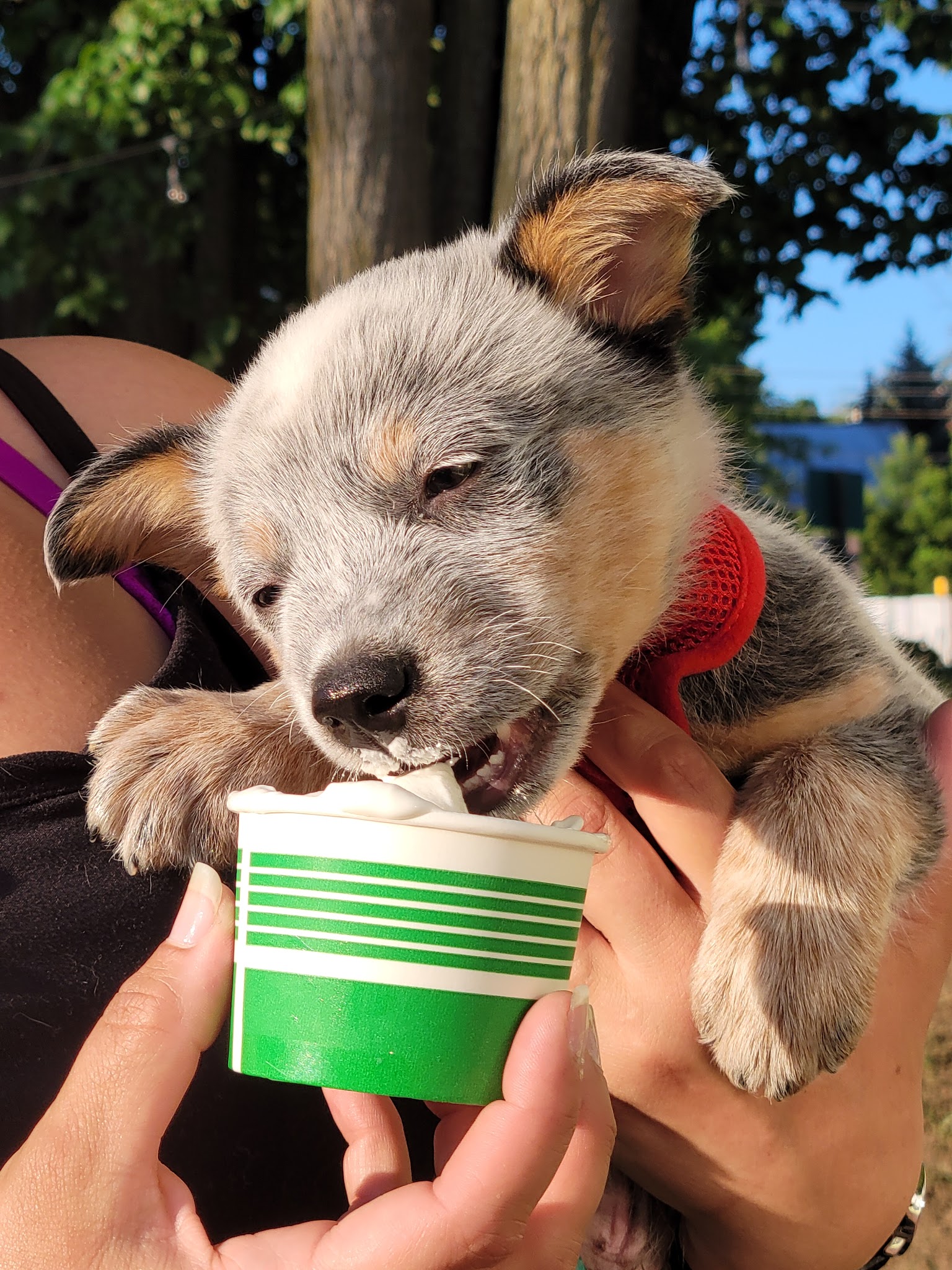 Softie Delite - Livermore Falls, ME