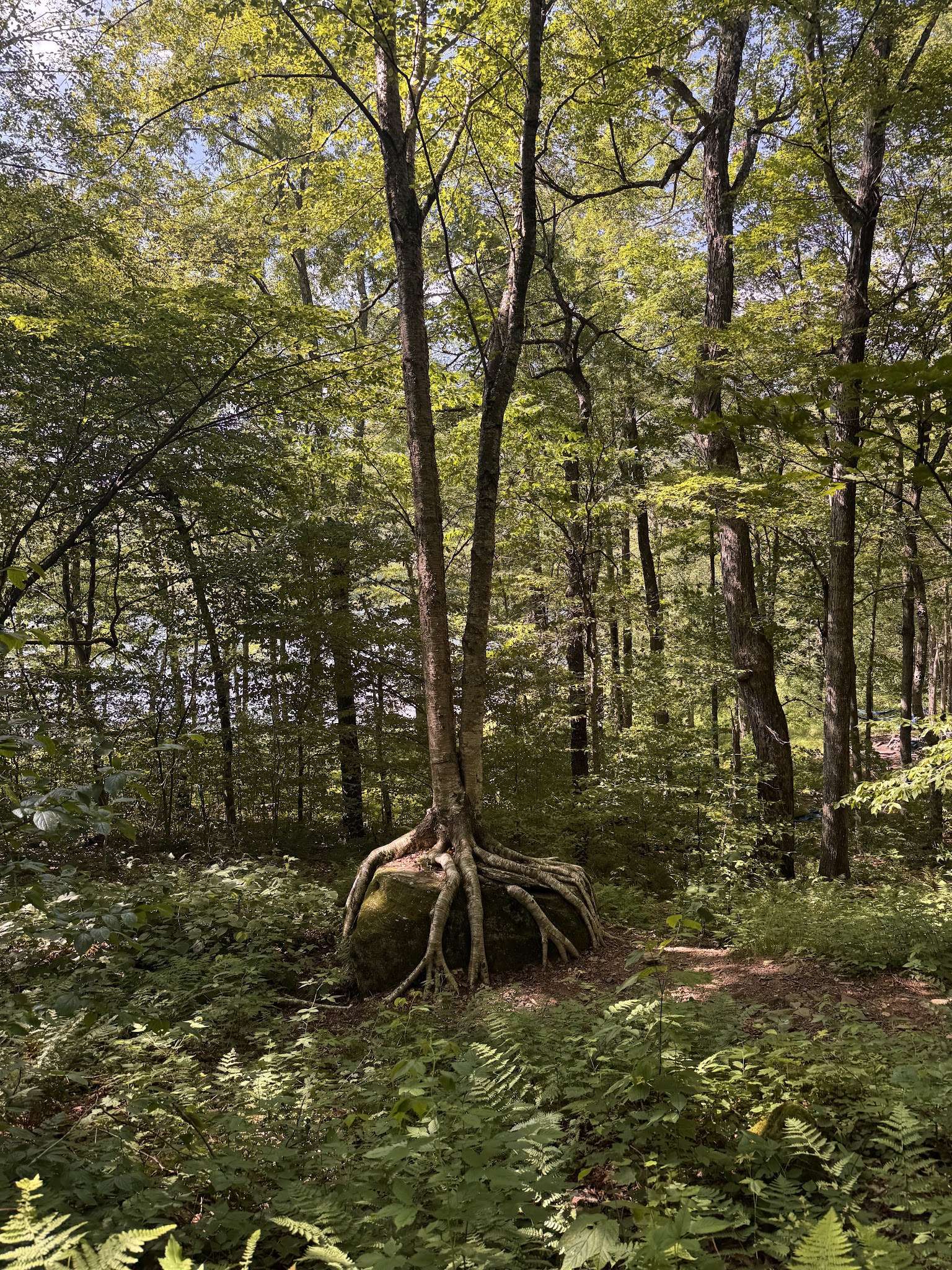 Alder Lake Trailhead Parking - Livingston Manor, NY