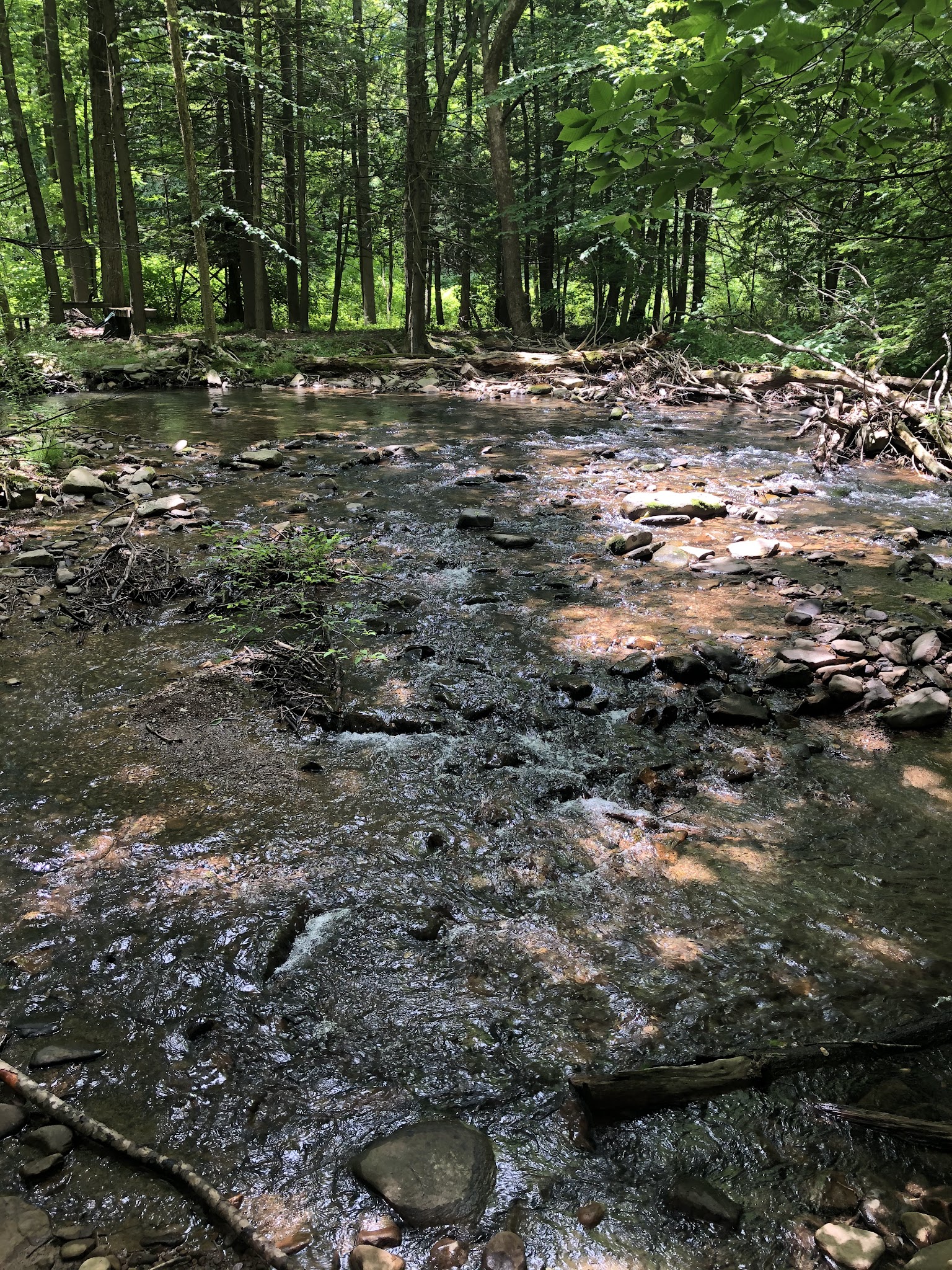 Wayne Township Nature Park - Lock Haven, PA