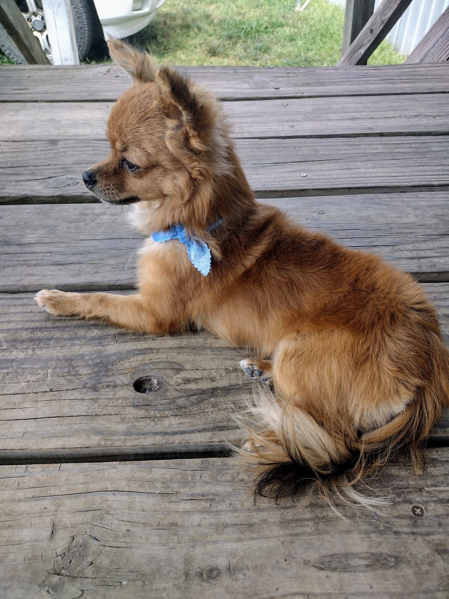 Groom & Board - Lockesburg, AR